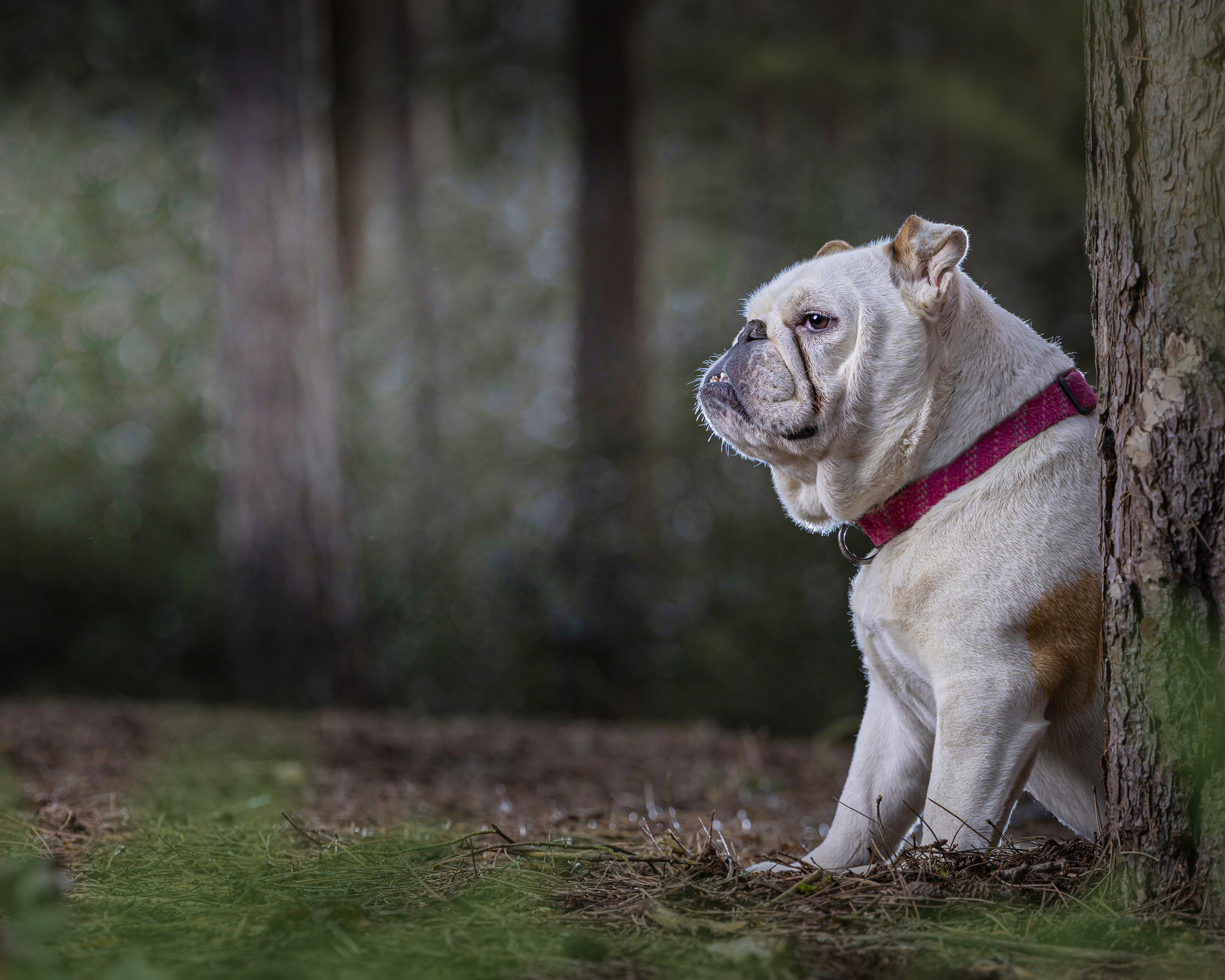 dog photography in London, Hertfordshire and Bedfordshire by K-9 photography - Winston the bull dog taken chilling in the woods