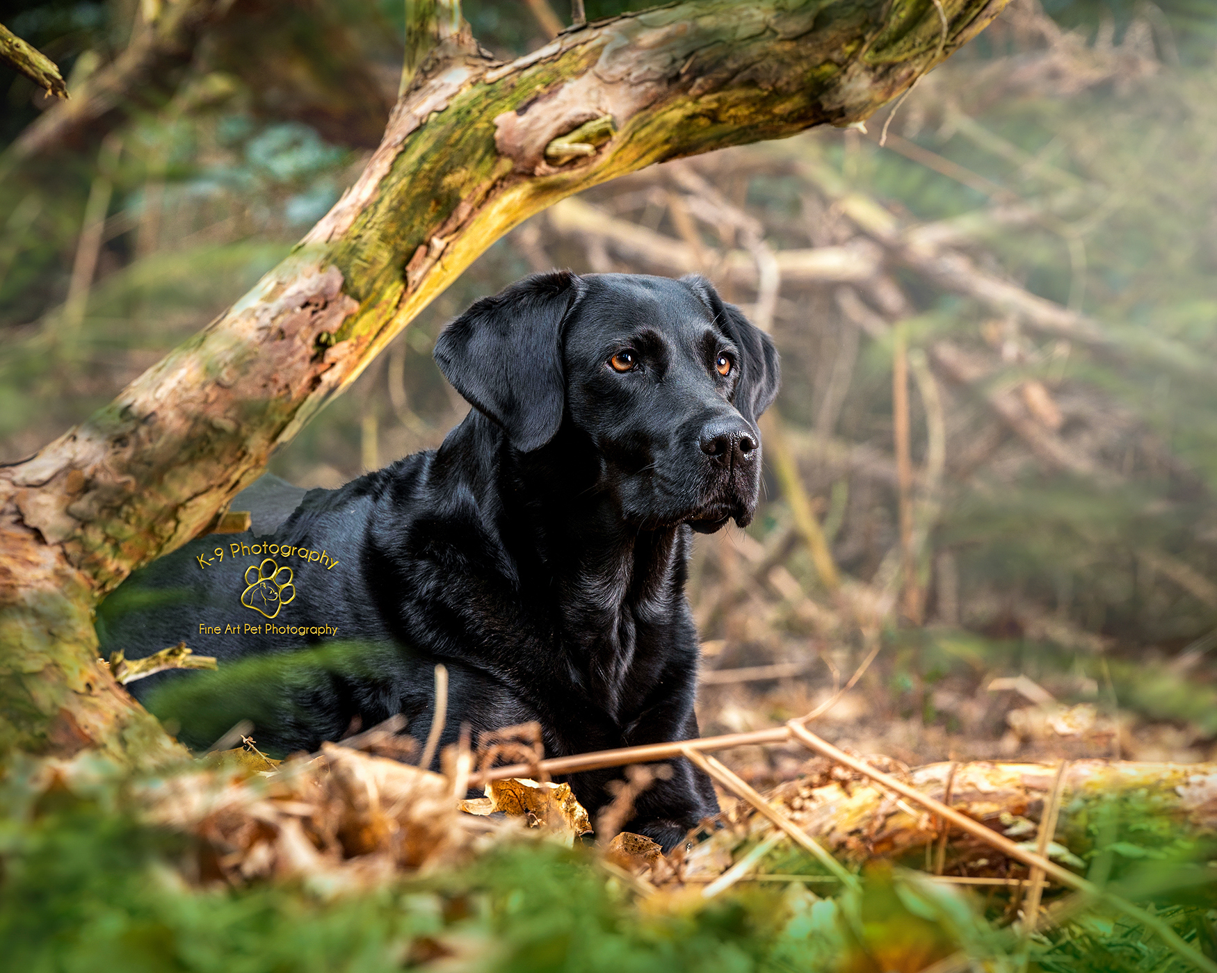 dog photography covering Cambridge, Hertford and London, fun portraits of your dog taken by UK dog photographer Adrian Bullers and K-9 Photography - Saffie the Black Labradoor on location in Bedfordshire