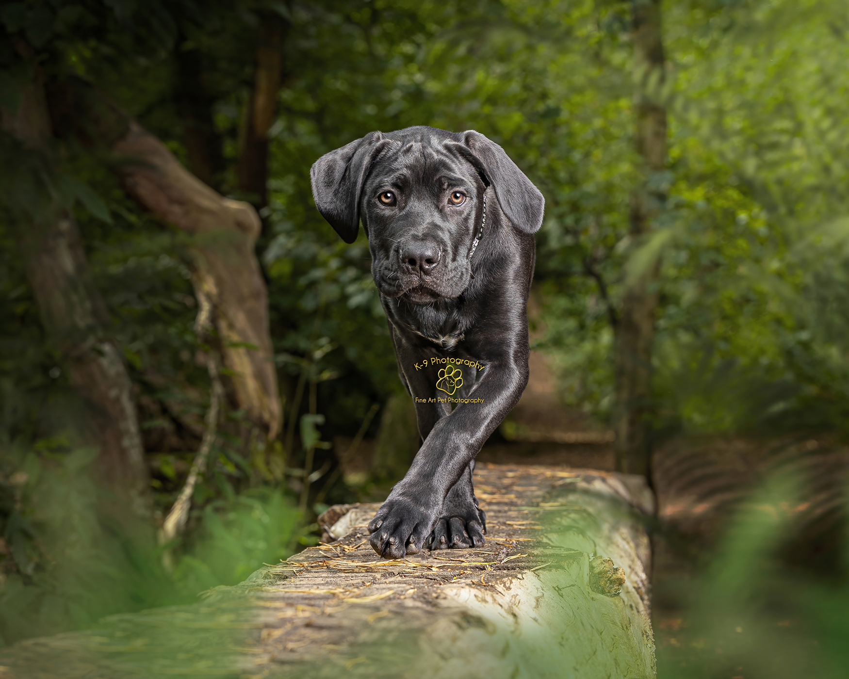 dog photography by Adrian Bullers taken outdoors featuring Coco the Cane Corsa puppy
