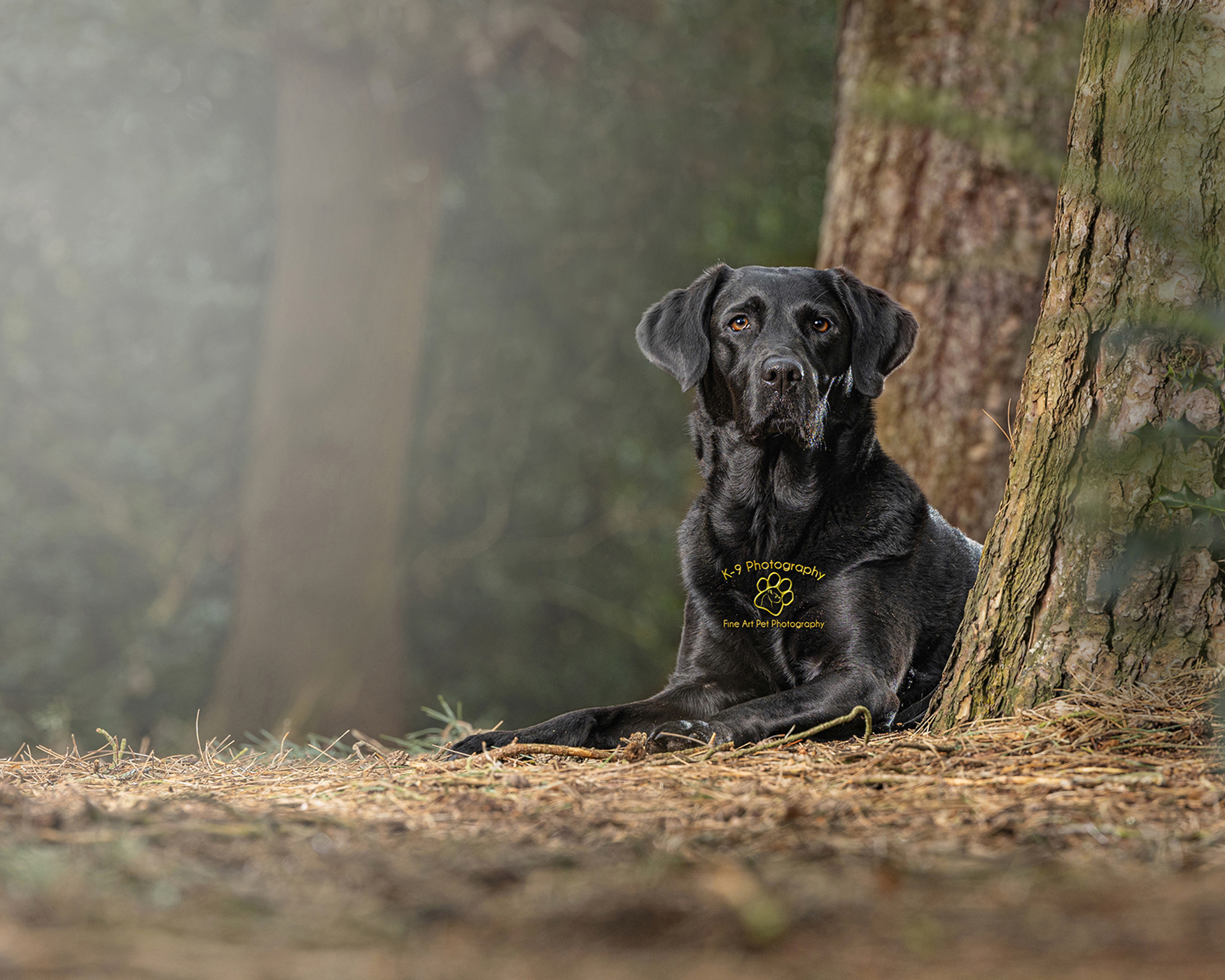 Stunning Dog photography of a black labrador behind a tree on location by dog photographer Adrian Bullers