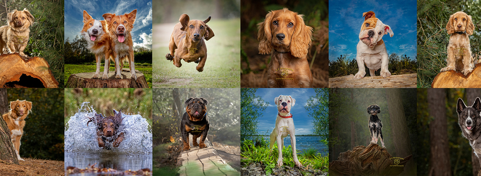 dog portrait photography based in the UK but travels the World