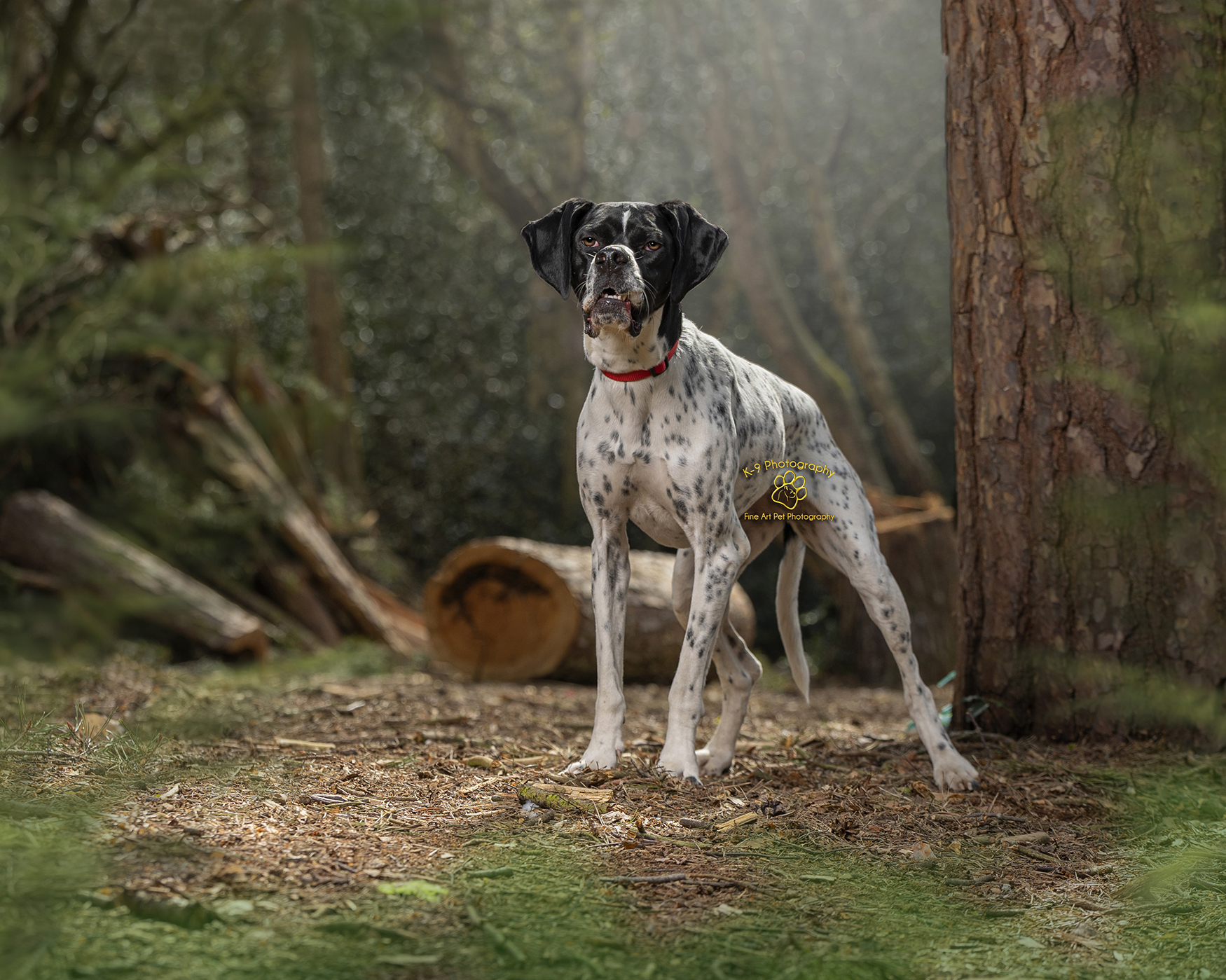 Adrian Bullers  for Award winning outdoor pet Photography in England