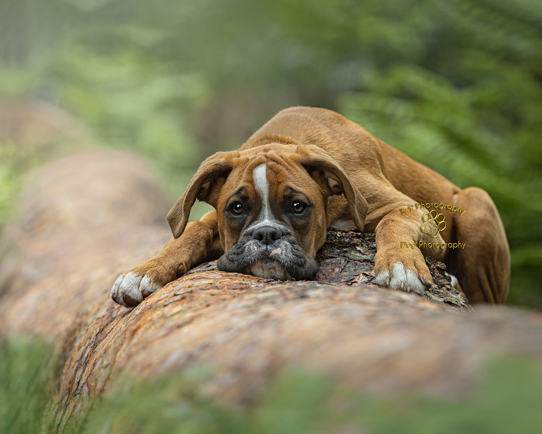 Award winning puppy photography from professional Bedford dog photographer Adrian Bullers
