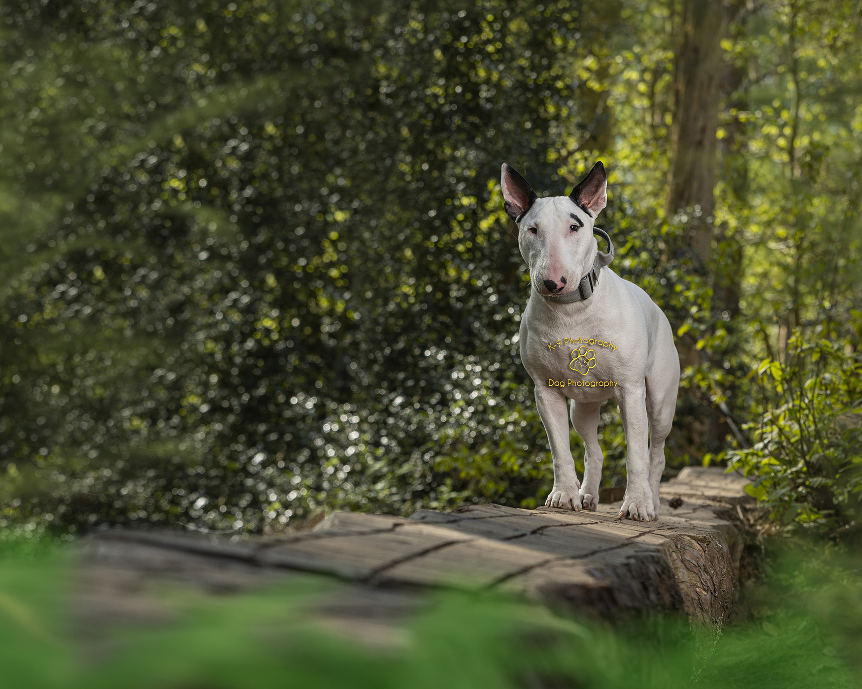 Beautiful location pet photography by Adrian Bullers an Award winning Pet photographer in the UK