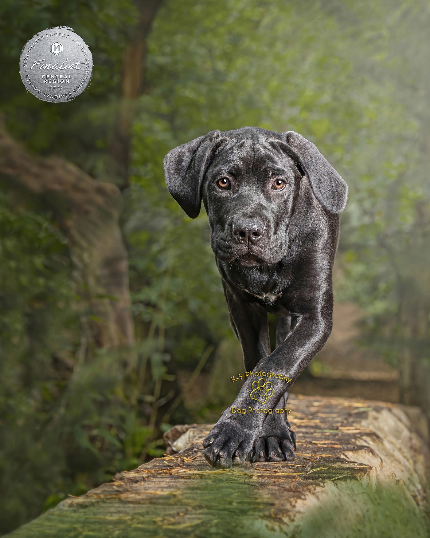 Award winning location Dog Photography from professional Bedford Pet photographer Adrian Bullers