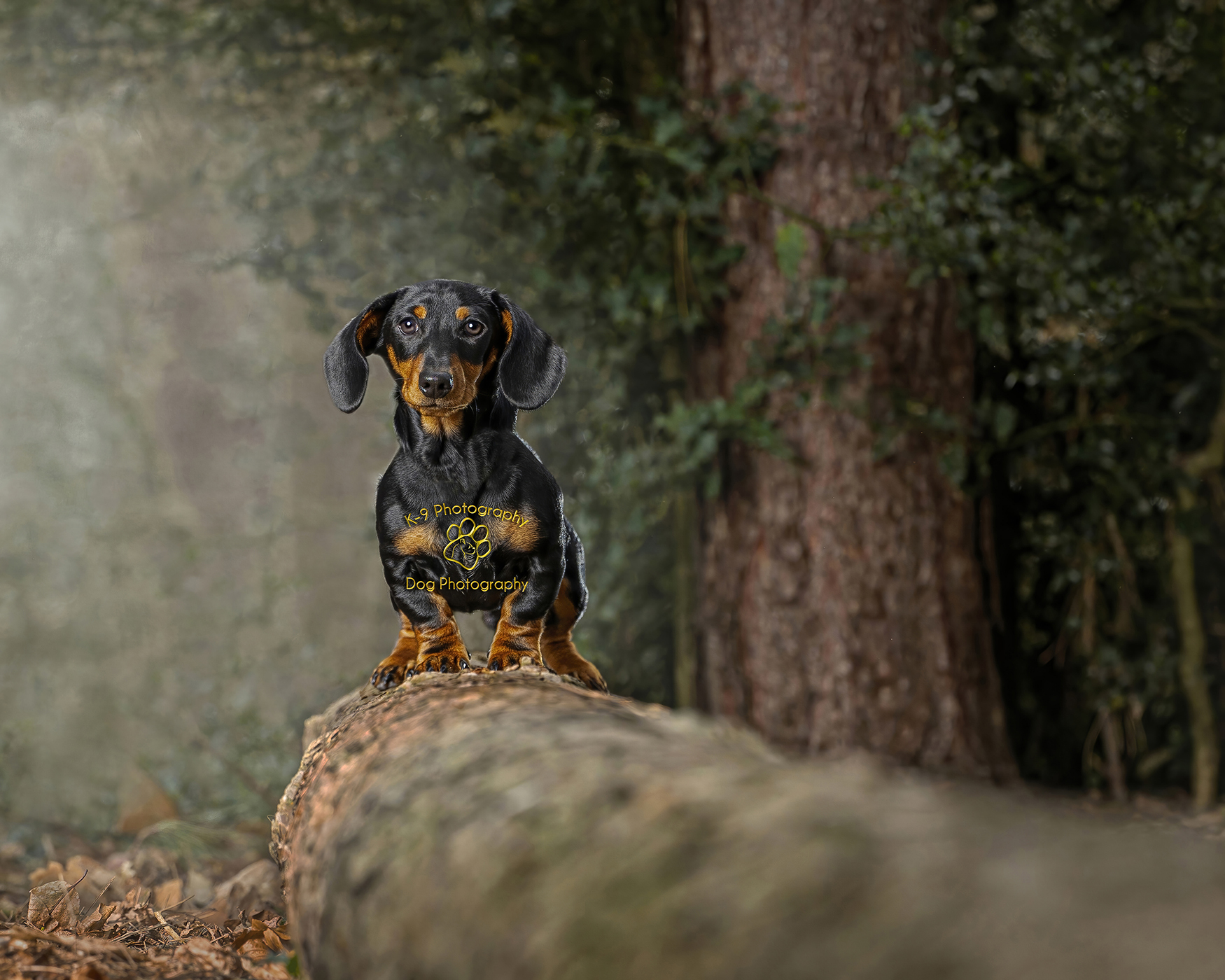 Sausage dog taken by Dog Photographer Adrian Bullers in Bedfordshire, UK