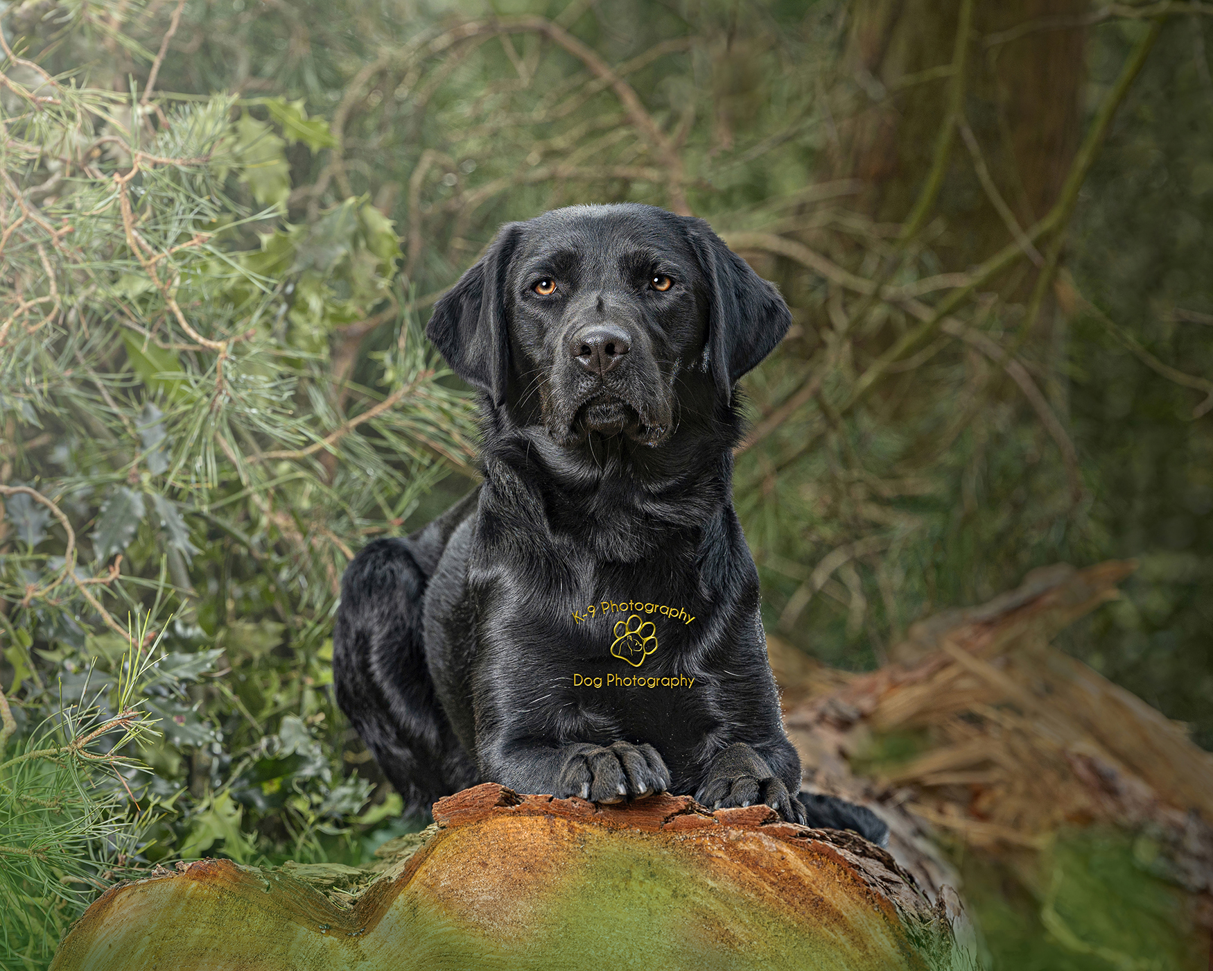 Black Labrador Dog photography by dog photographer Adrian Bullers