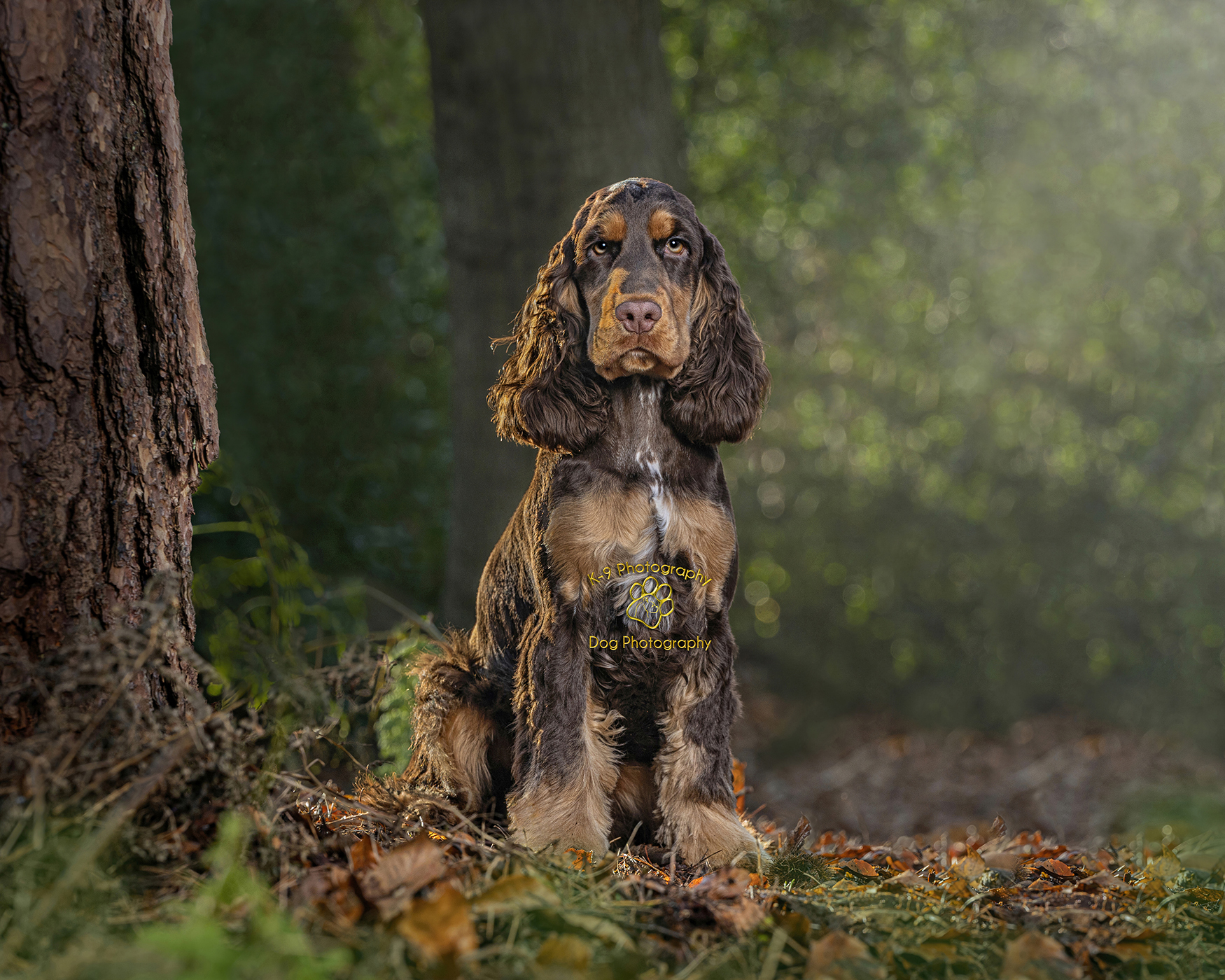 cute puppy photography in a woodland setting by dog photographer Adrian Bullers