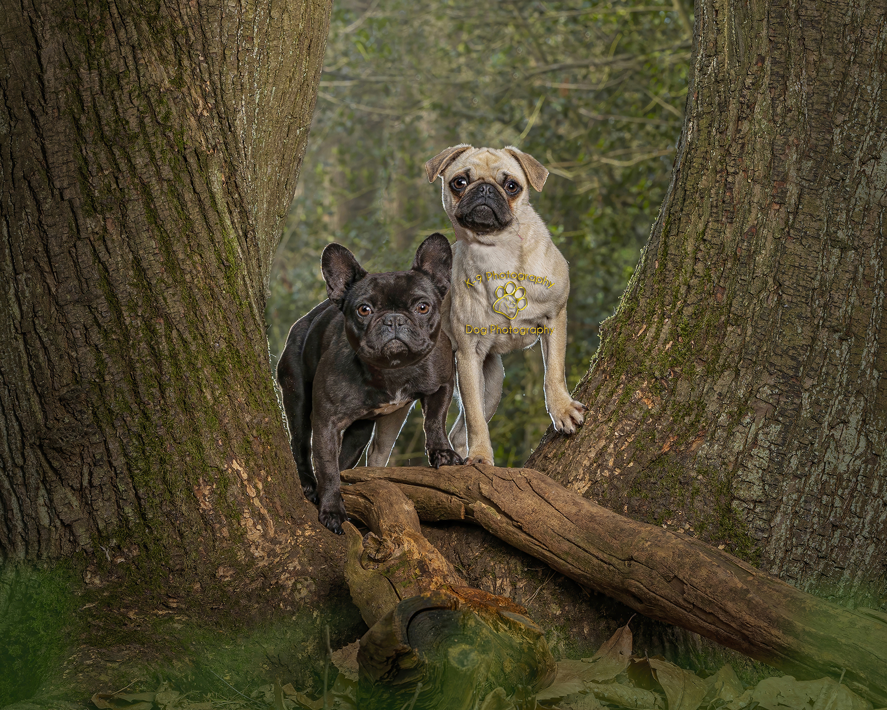 dogs posing in a tree taken by Dog Photographer Adrian Bullers in Bedfordshire, UK