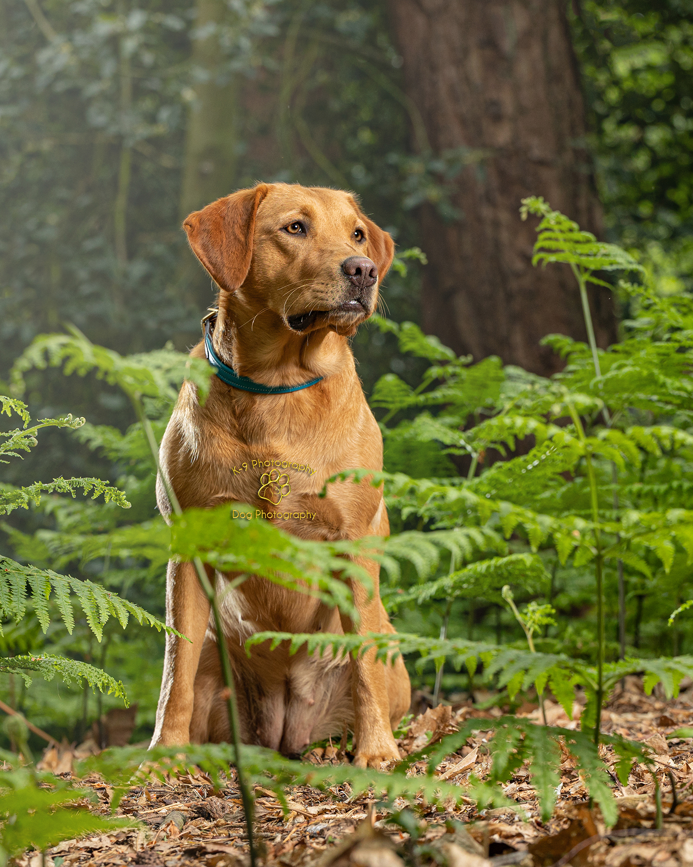 Dog photography by Adrian Bullers of a Fox Red Labrador on location in the London area