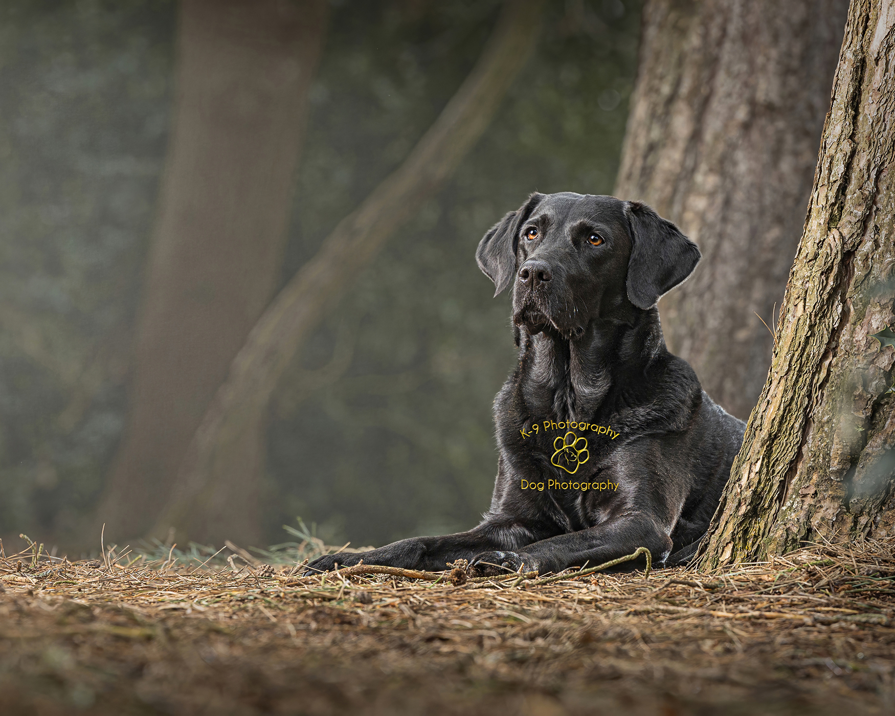 Beautiful dog photography of a black Labrador on location by specialist dog photographer Adrian Bullers
