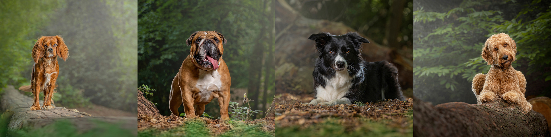 dog photography session gift vouchers