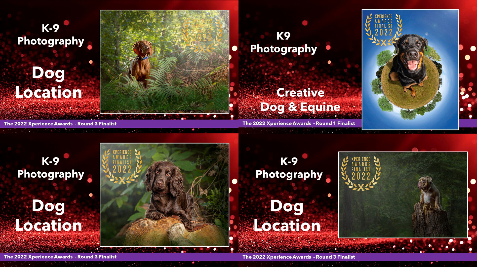 U.K. Dog photographer - for Award winning Dog photography, based in Bedford but covering London, Hertfordshire, Buckingham and Cambridge