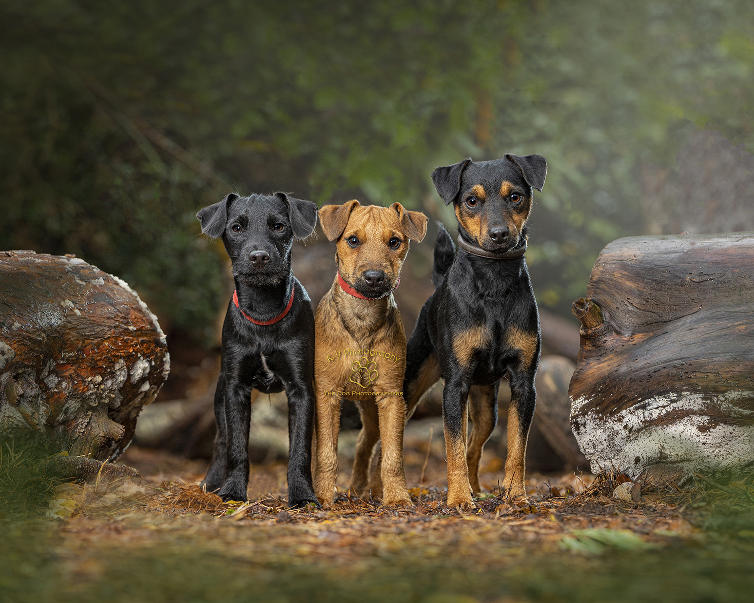 Award winning location Dog Photography from Bedfordshire Dog photographer Adrian Bullers