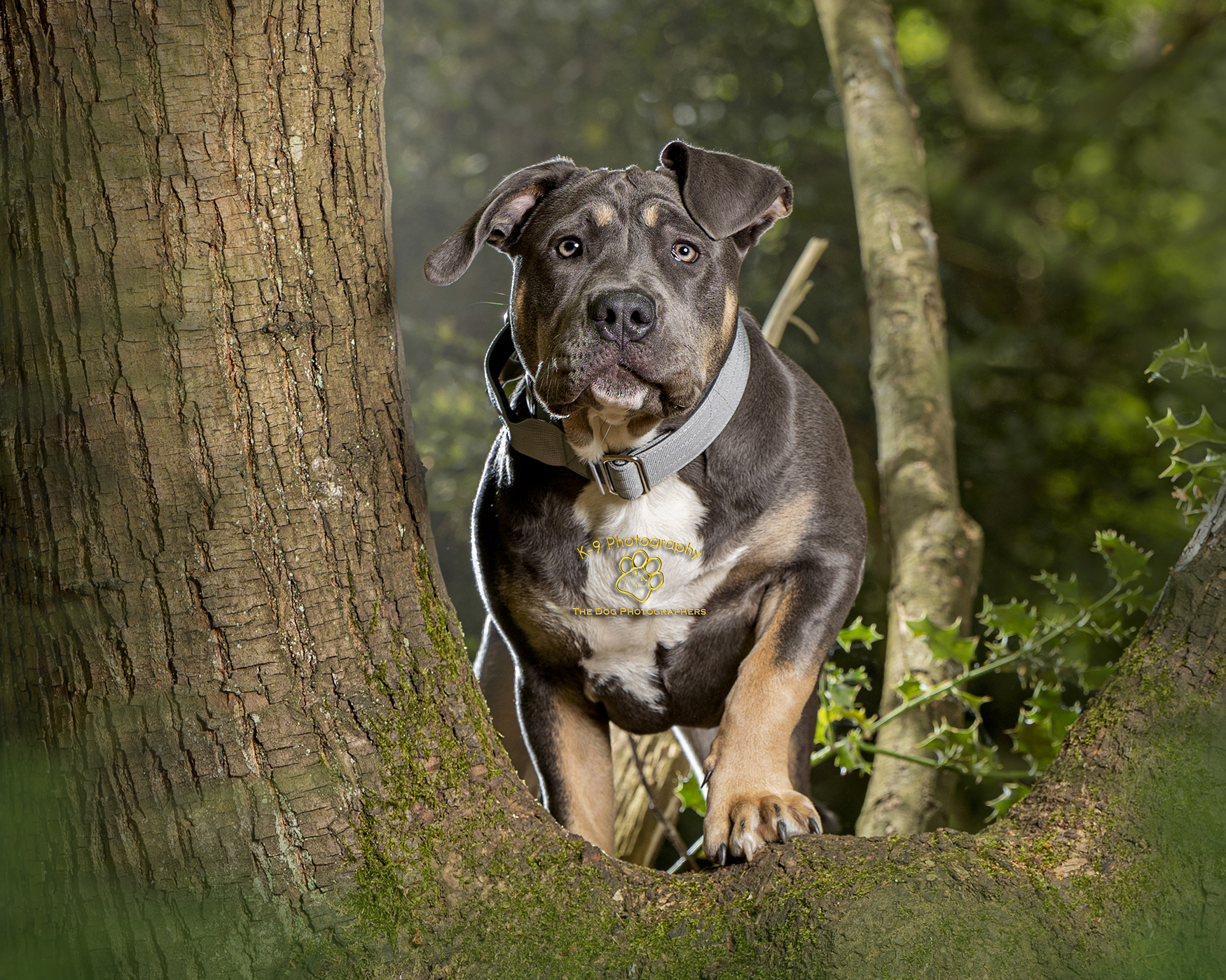 Adorable puppy photography in the UK | Pet photographer Adrian Bullers