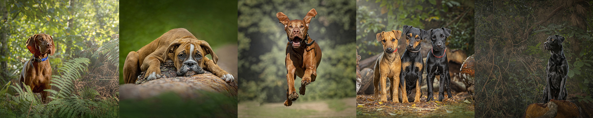 Breathtaking dog portraits by Dog Photographer, Adrian Bullers, beautiful imagery as unique and special just like your four legged best friend