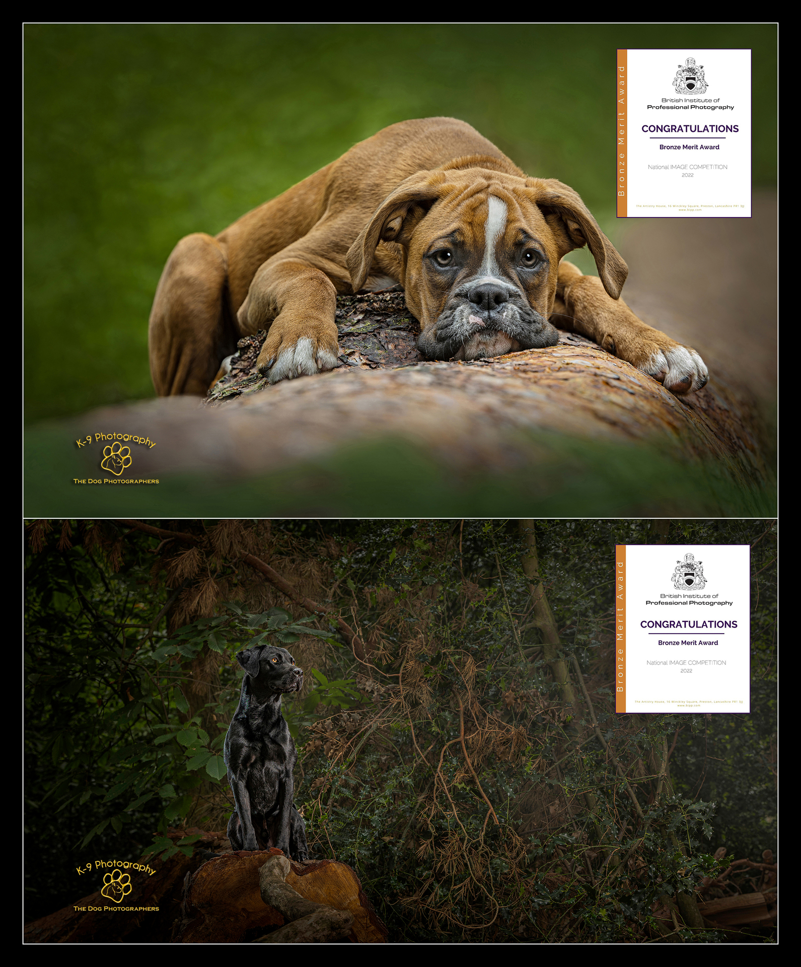 U.K. Dog photographer - for Award winning Dog photography, based in Bedford but covering London, Hertfordshire, Buckingham and Cambridge