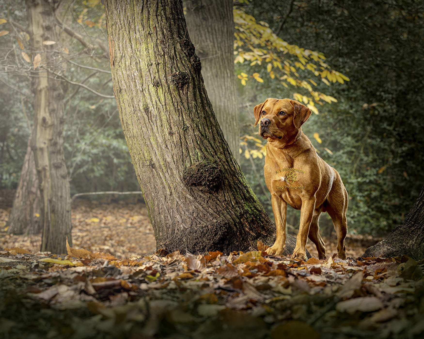 Beautiful location dog photography by Adrian Bullers an Award winning Pet photographer in the UK