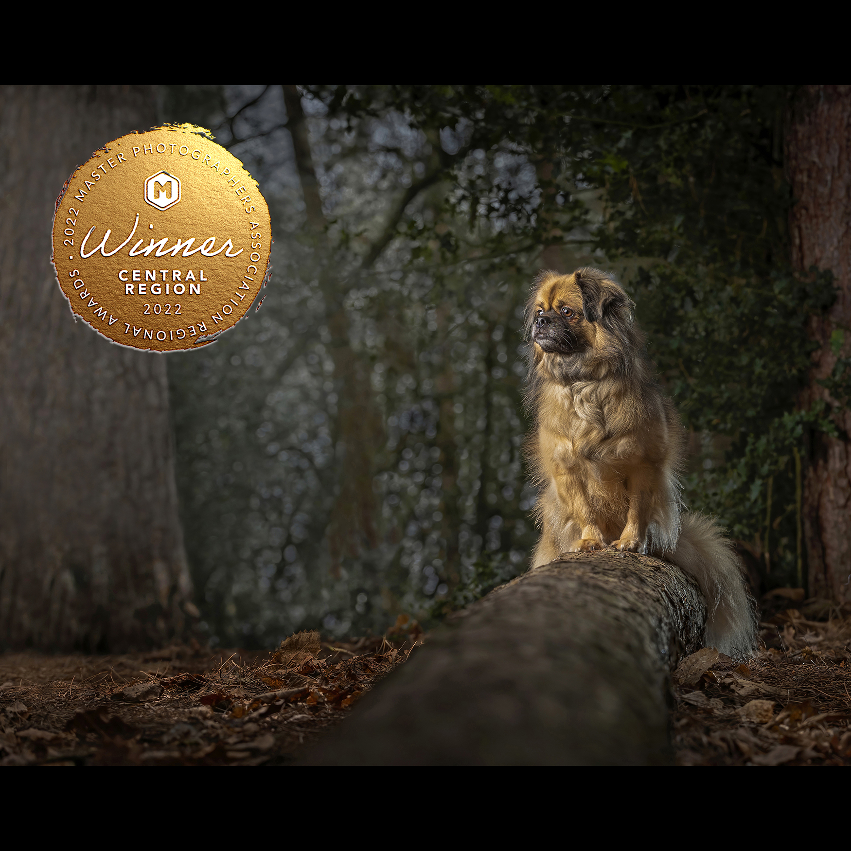 Dog photography in London by Adrian Bullers