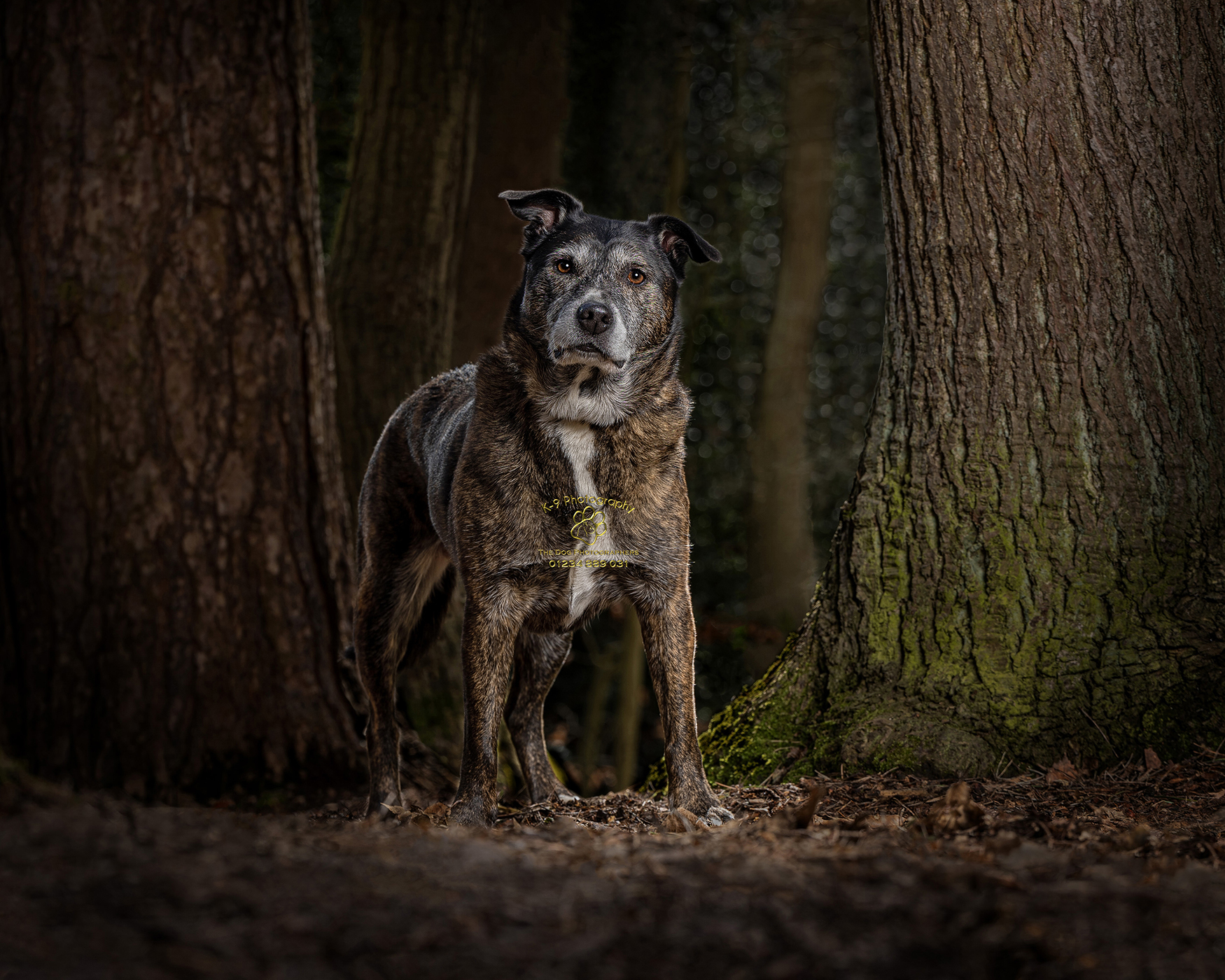 Dog and Pet Photography specialist in Bedford, Bedfordshire |photographed in the studio by award winning Dog and Pet photographer Adrian Bullers