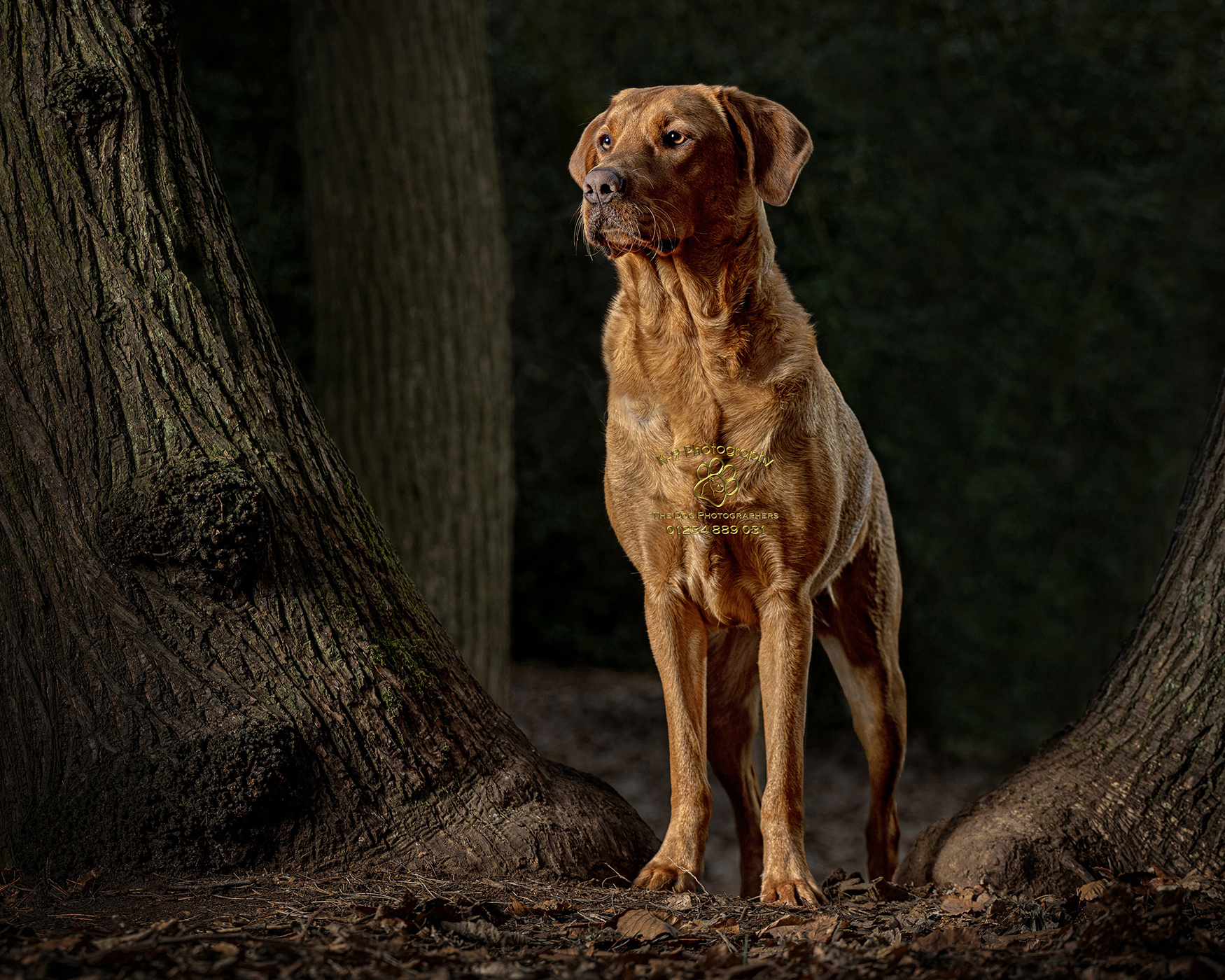 Beautiful location dog photography by Adrian Bullers an Award winning Pet photographer in the UK