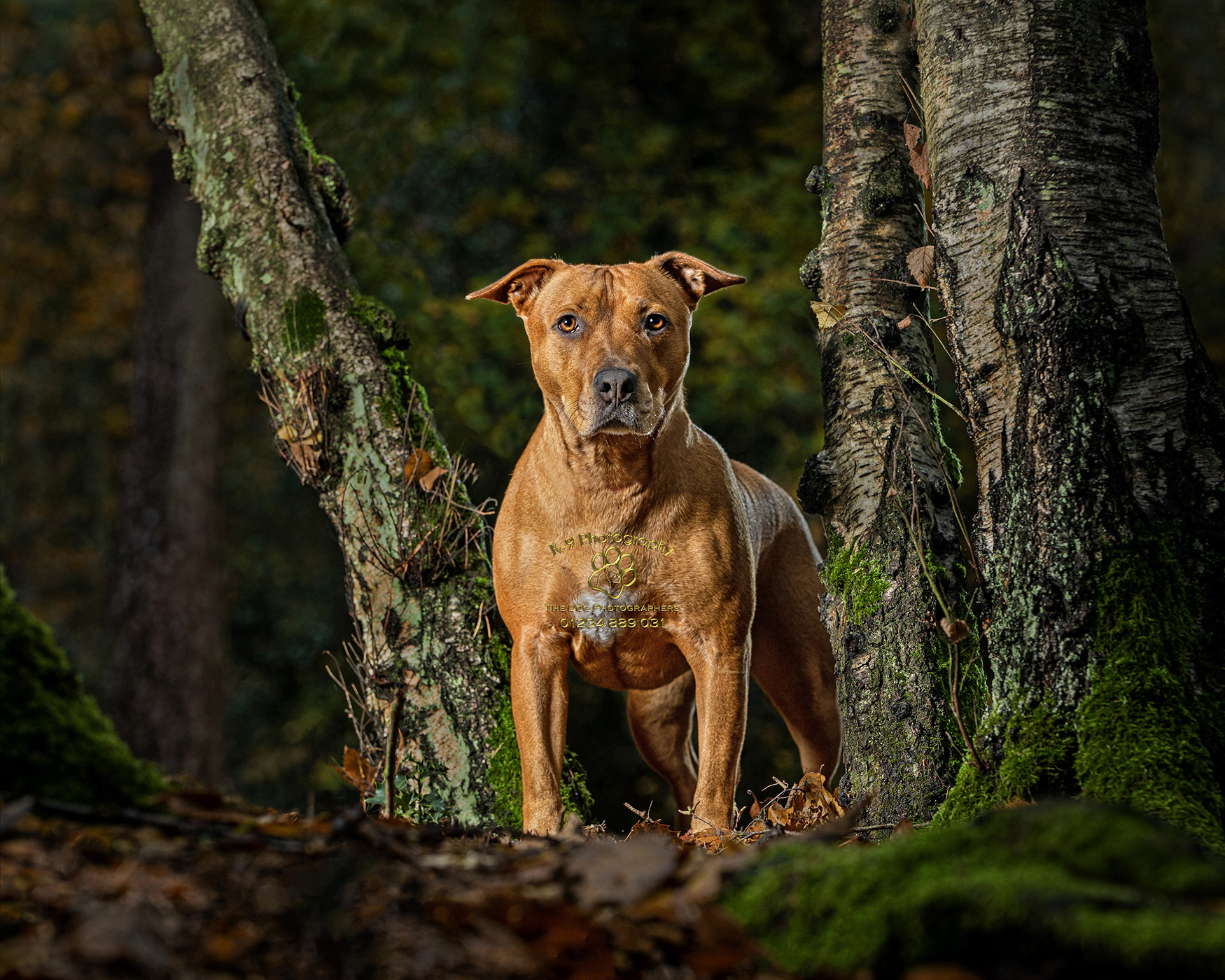 Award winning location Dog Photography from professional Bedfordshire Pet photographer Adrian Bullers