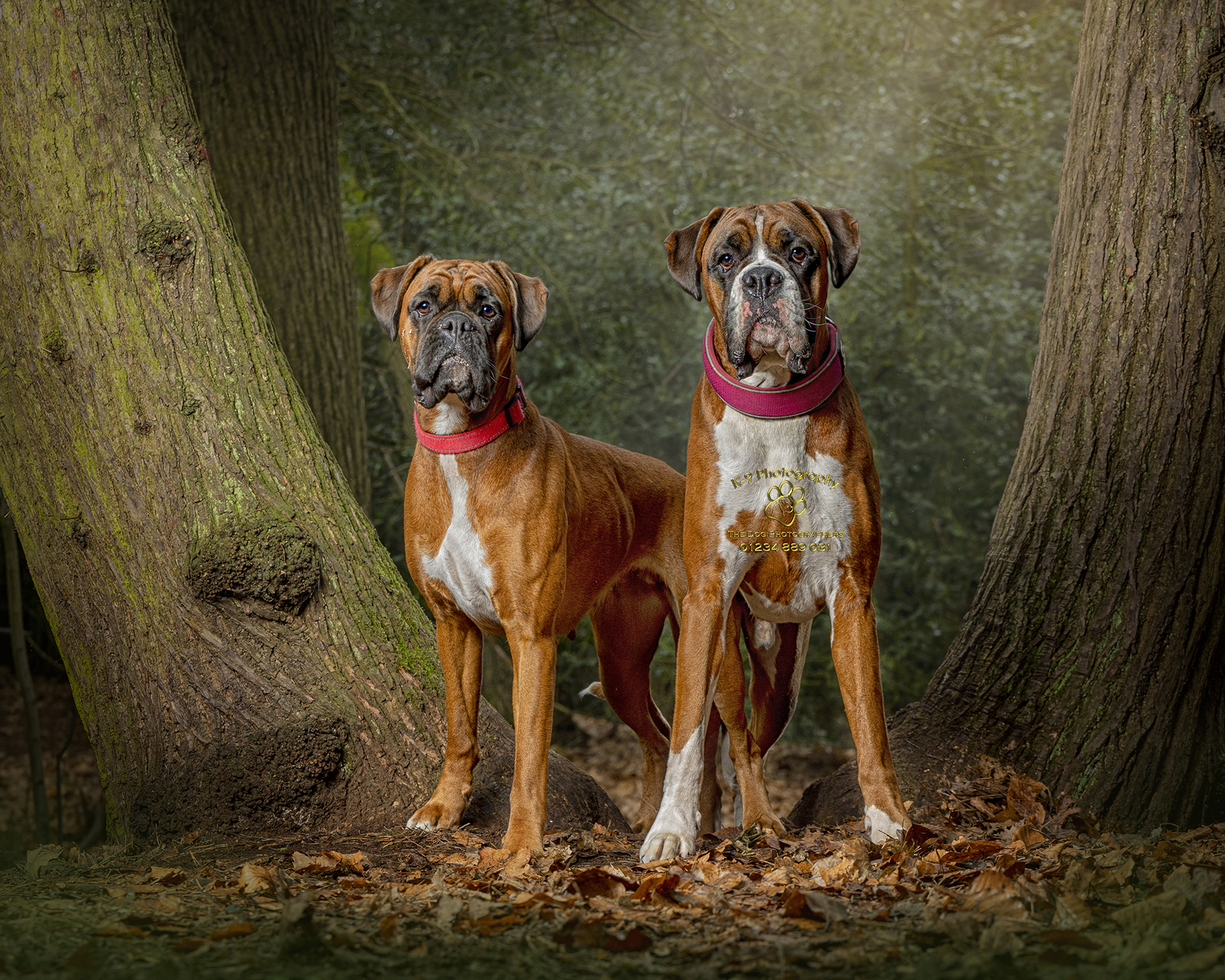 Award winning location Dog Photography from UK Pet photographer Adrian Bullers