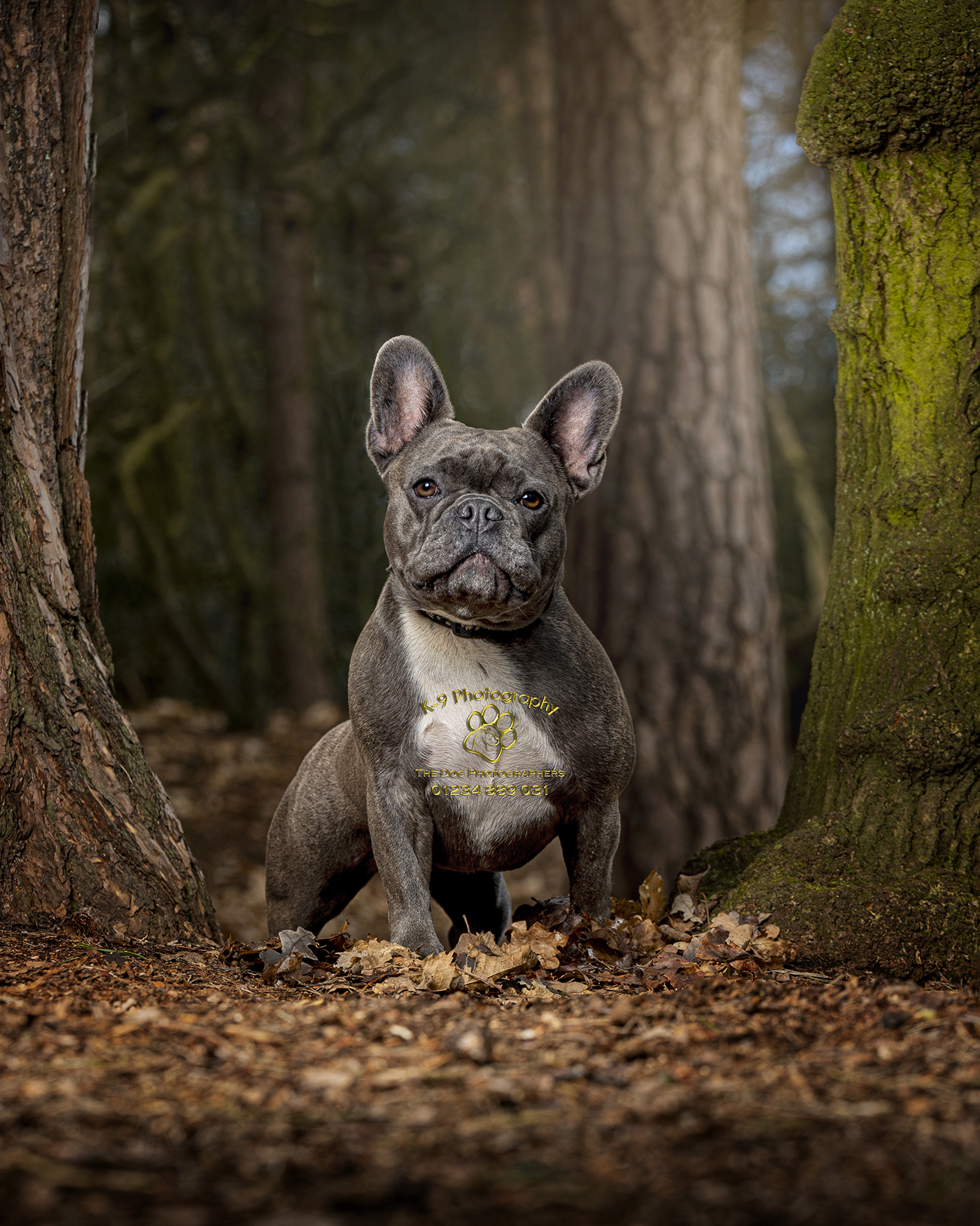 Outdoor Dog Photography in Bedford London and the UK | How majestic does Apollo look here on his location session, don't you just love his six pack, we love to photograph Weimaraner's such beautiful looking dogs
