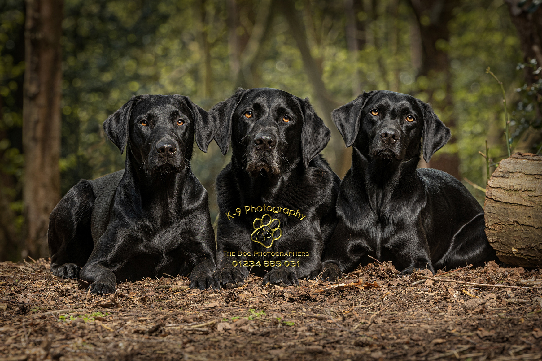 Why do you need to book a professional dog & pet photographer?