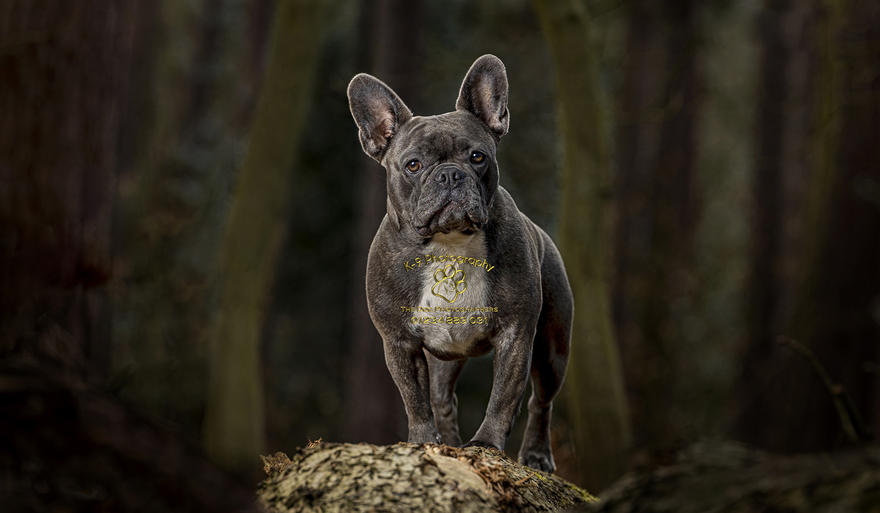 Why do you need to book a professional dog photographer? dog photography in London and the surrounding area by Adrian Bullers
