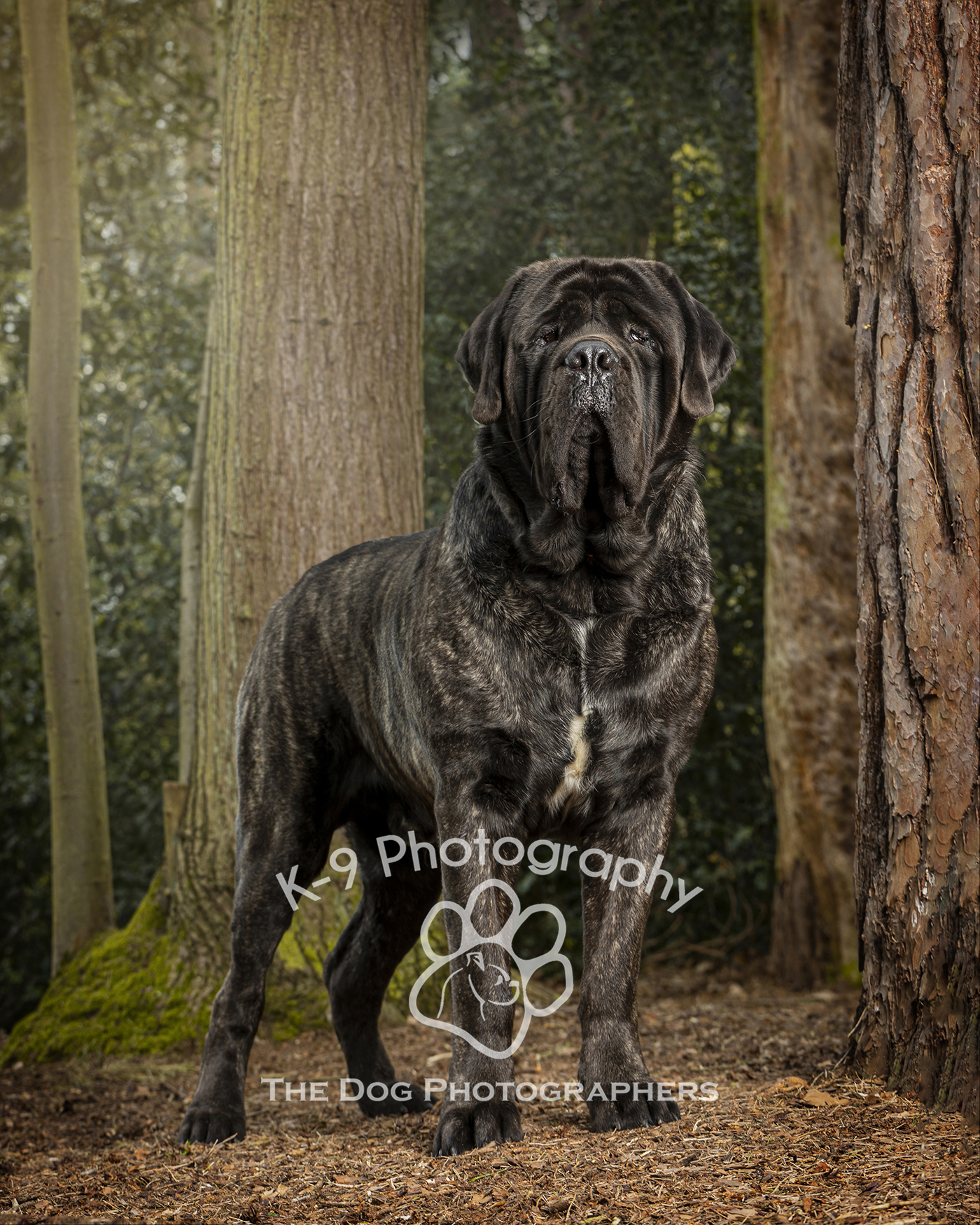 Dog photography by Adrian Bullers of a Fox Red Labrador on location in the London area