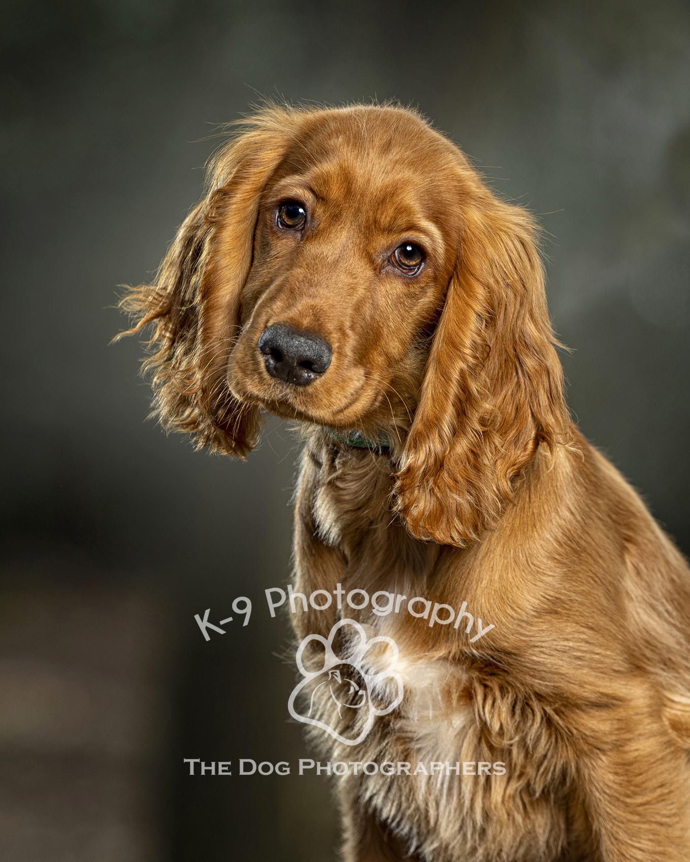 dog photography in England a lovely Spaniel photograph by Adrian Bullers