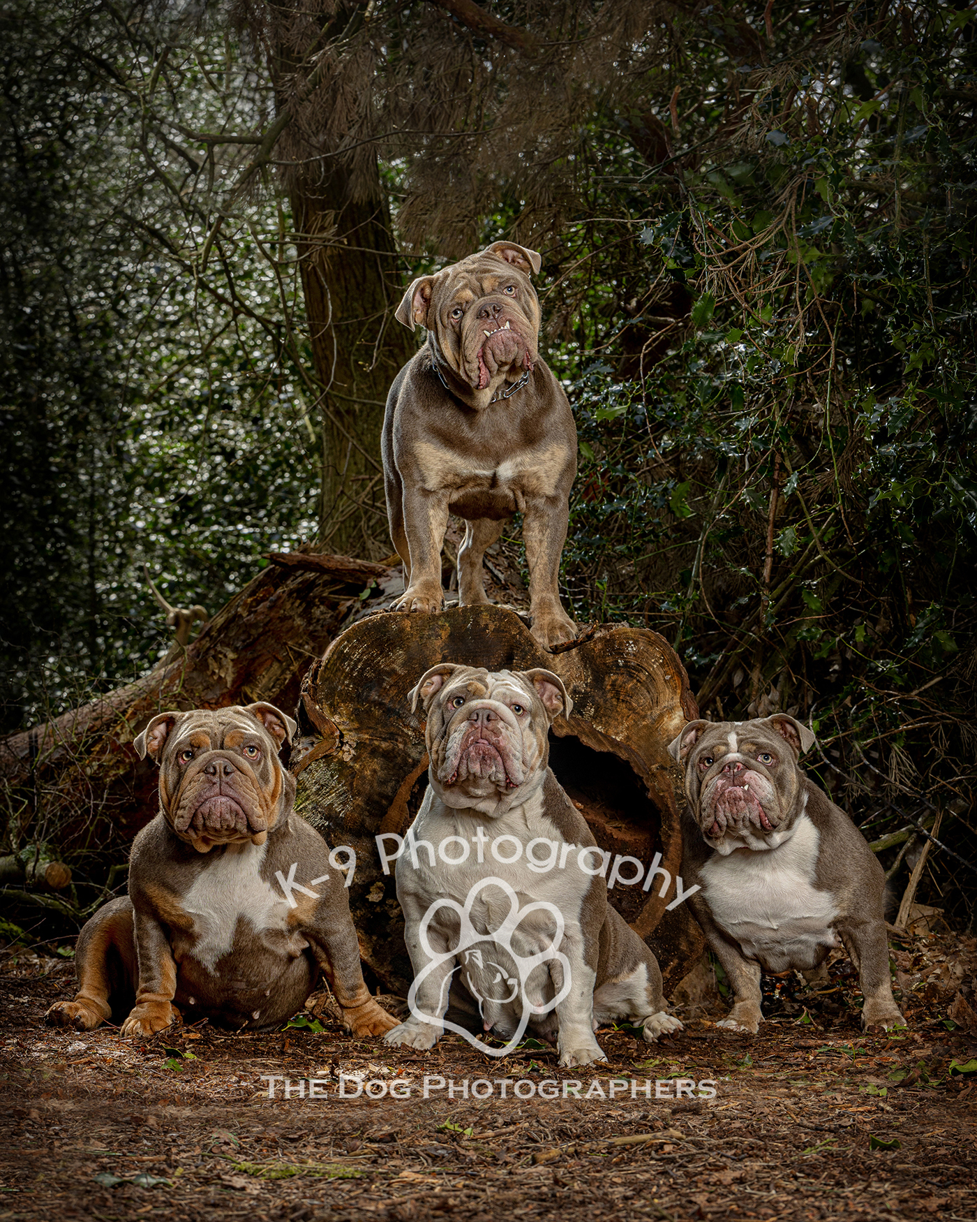 Breathtaking dog portraits by Dog Photographer Adrian Bullers