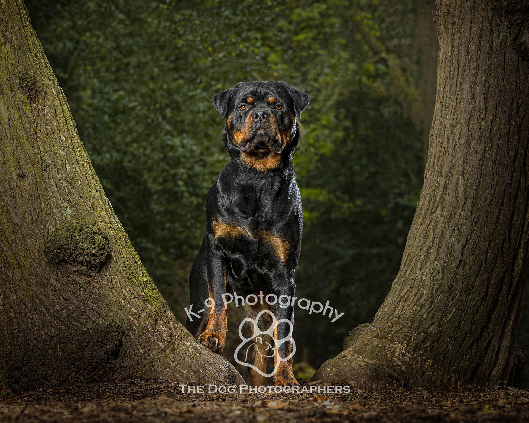 Dog photography of a dog behind a tree