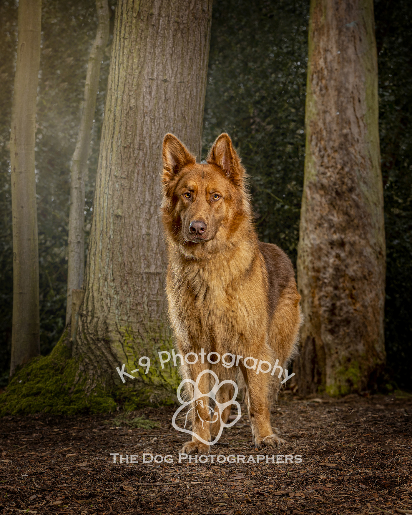 Multi Award-winning dog photography in London, Watford and Barnet - producing fine art dog portraits for clients across the UK