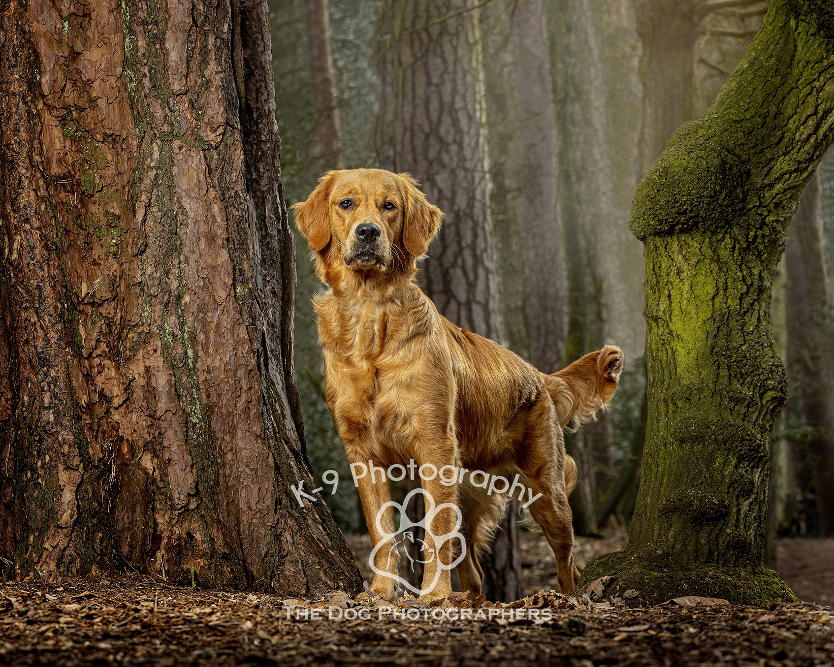 Beautiful dog photography of a Golden Retriever on location by specialist dog photographer Adrian Bullers