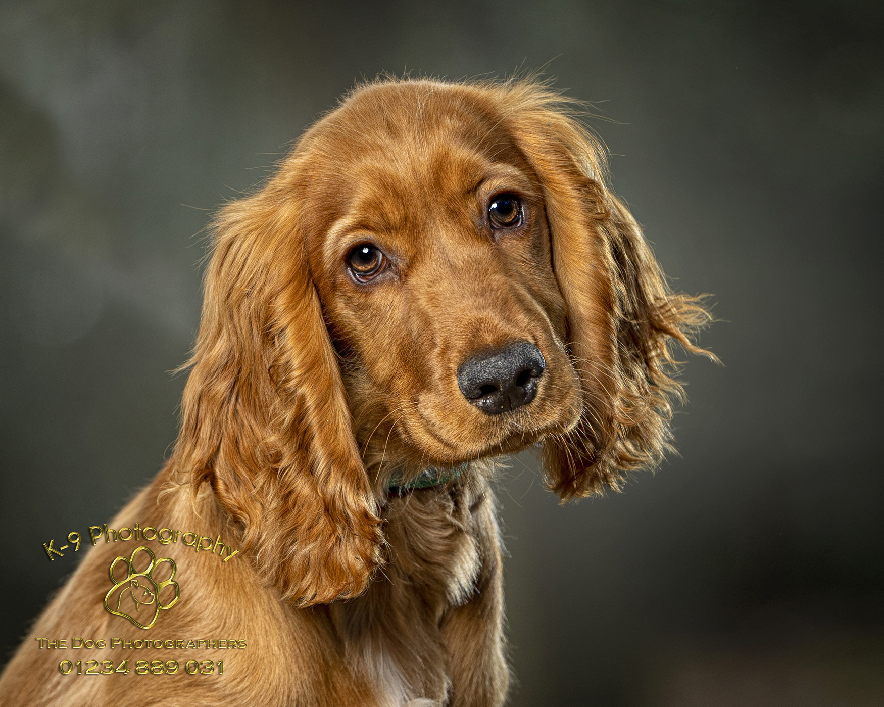 Mastering the Art of Photographing your dog