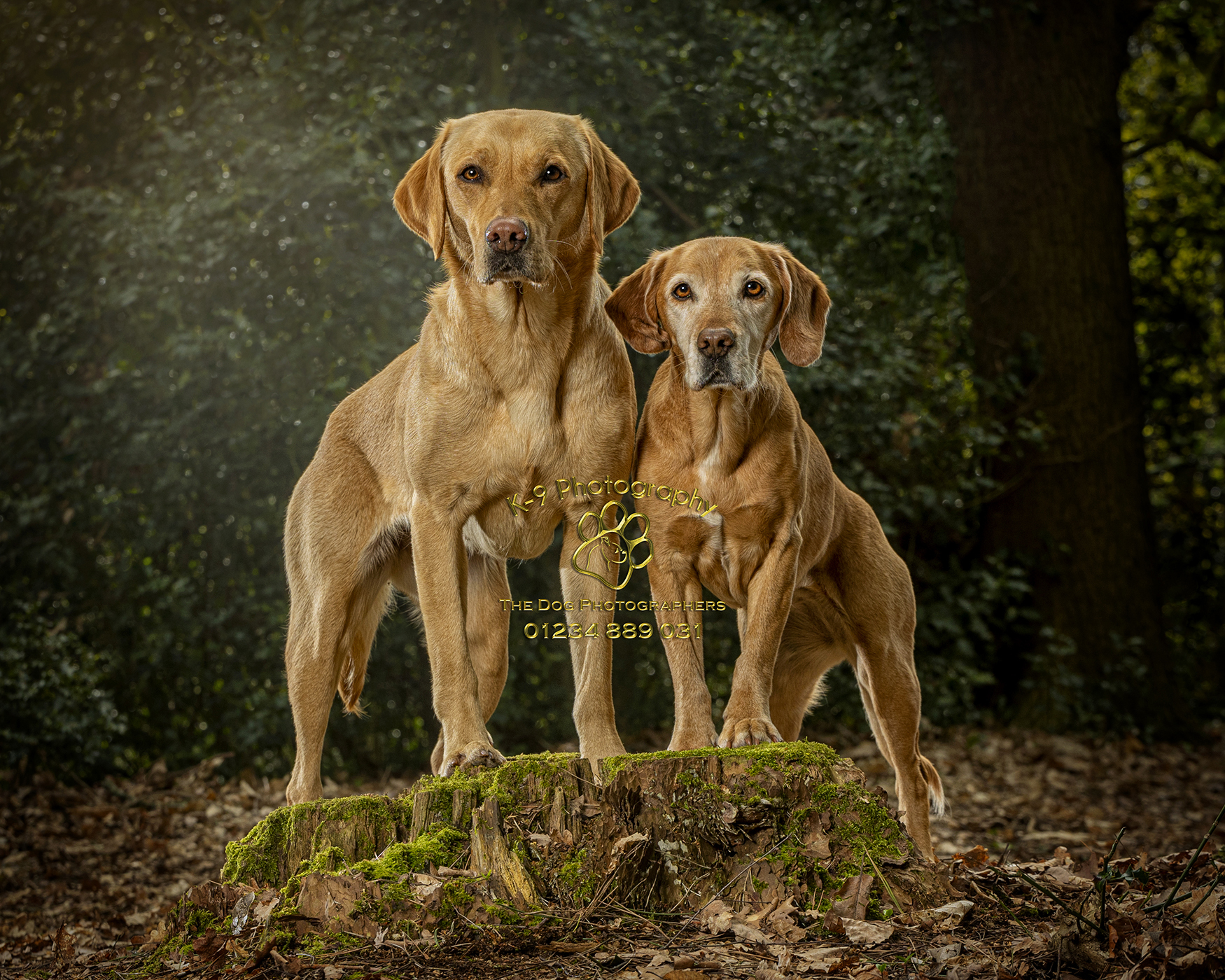 Pro tips for photographing your doggy companion
