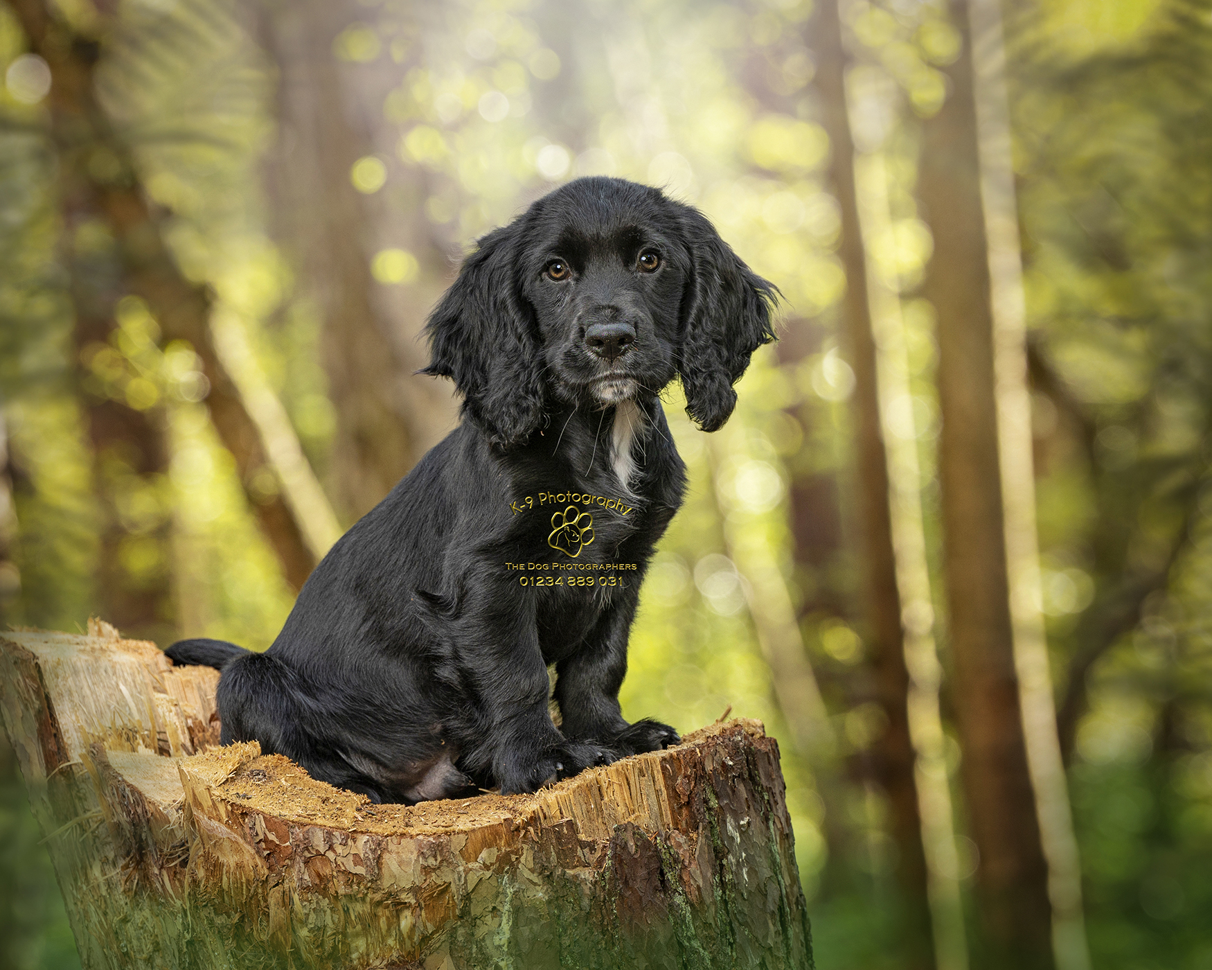 Tips on Photographing your dog