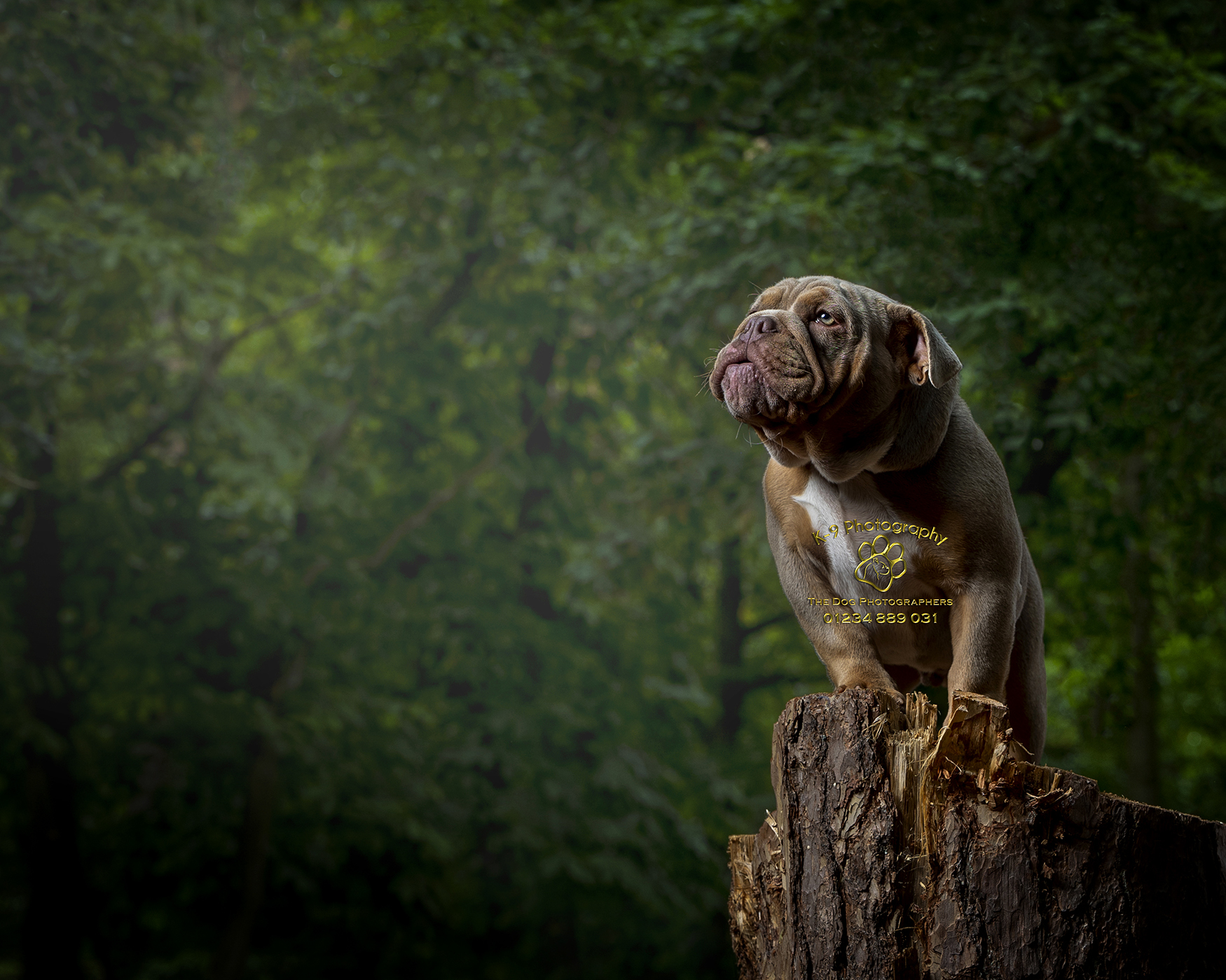 Photography hacks for better dog portraits