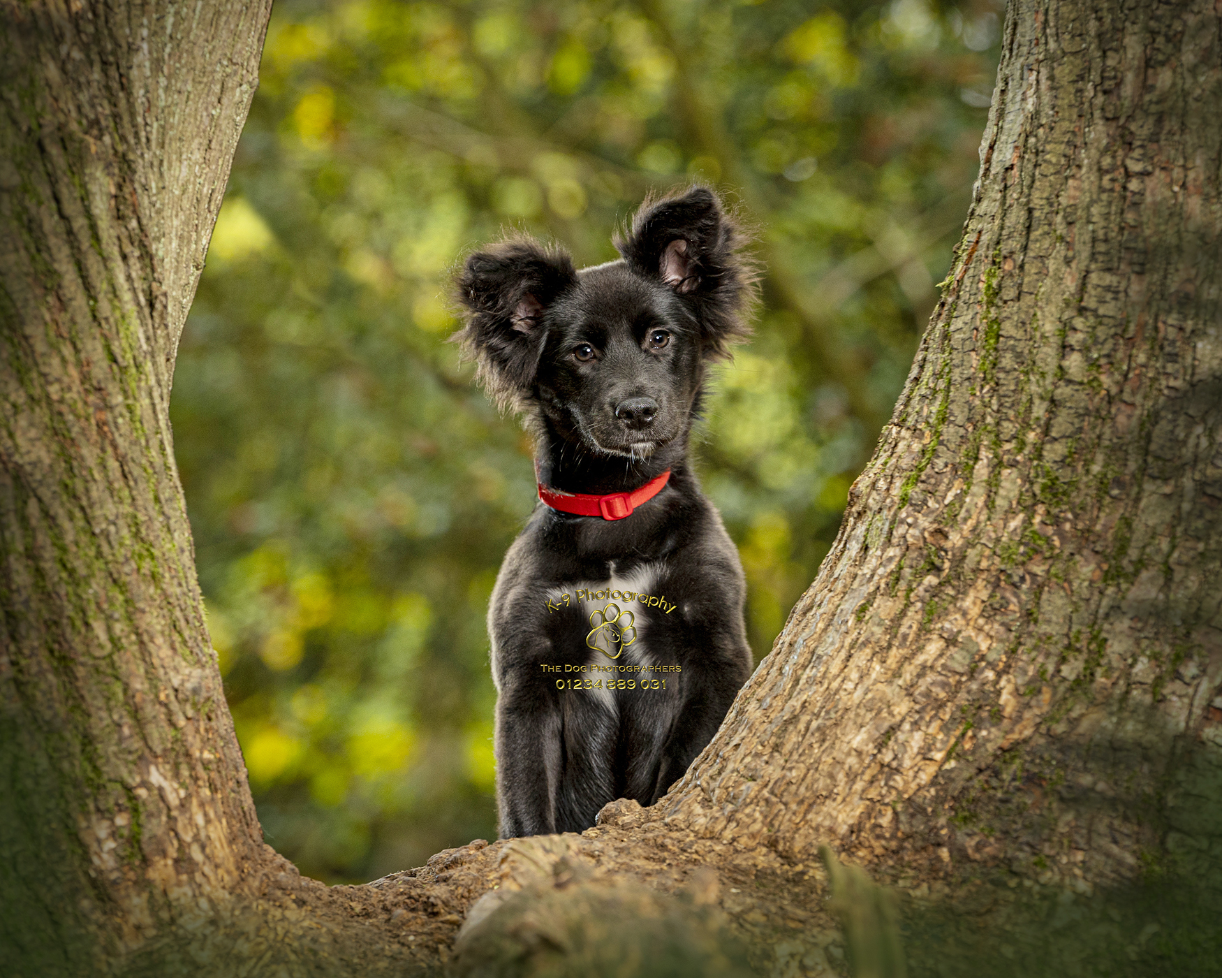 Improve your dog photography skills with these expert tips