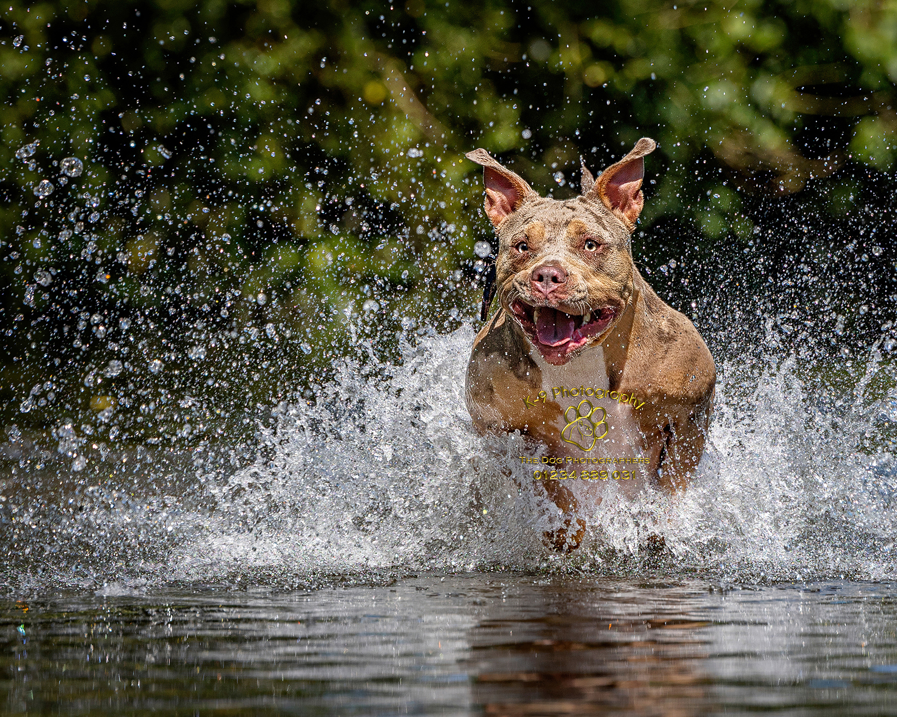 Unlocking the secrets of dog photography: Expert advice