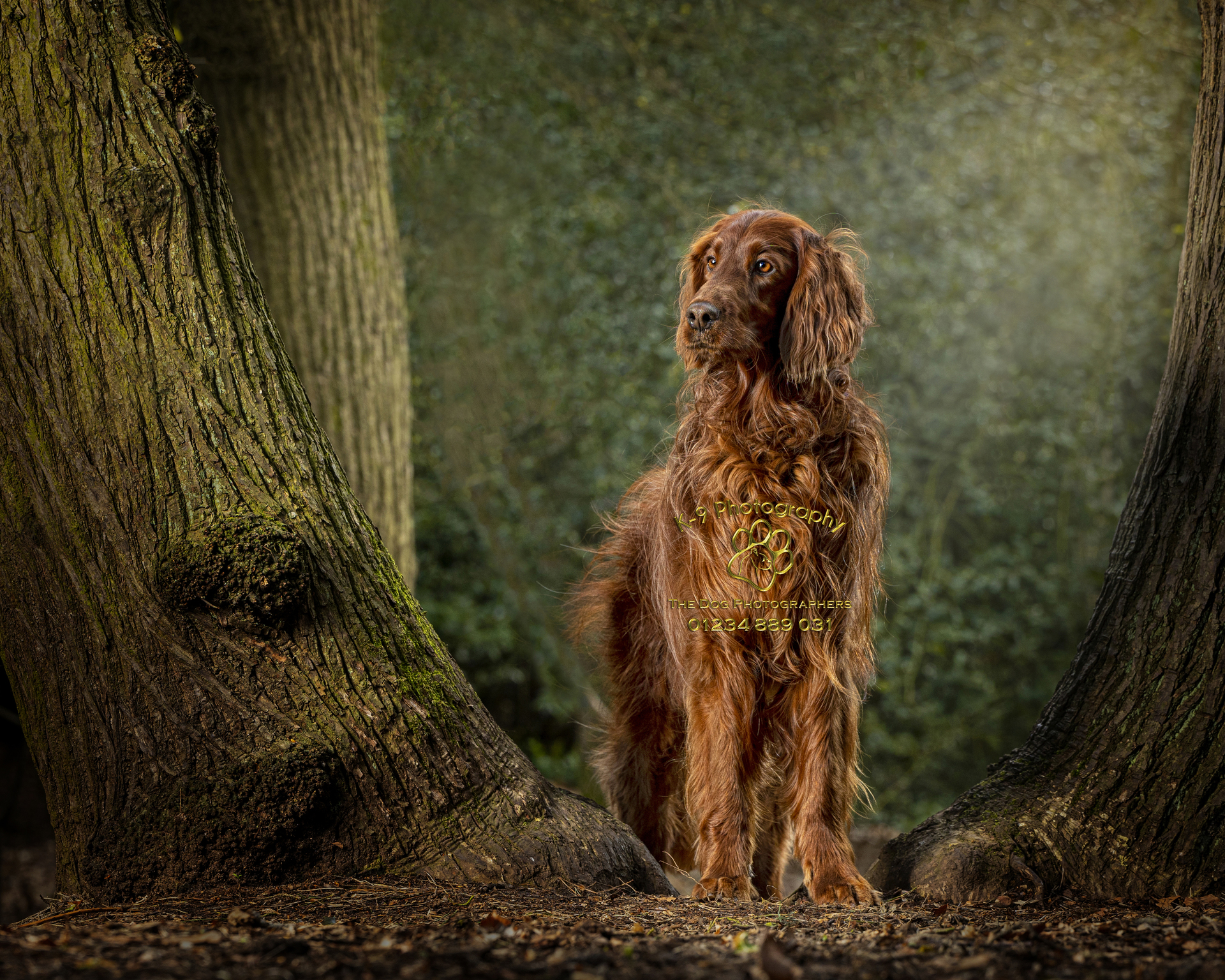Stunning dog portrait in a picturesque location