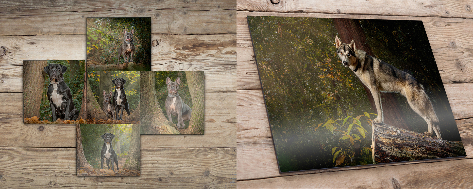 dog photography for your home displayed as Photography Gallery Panels