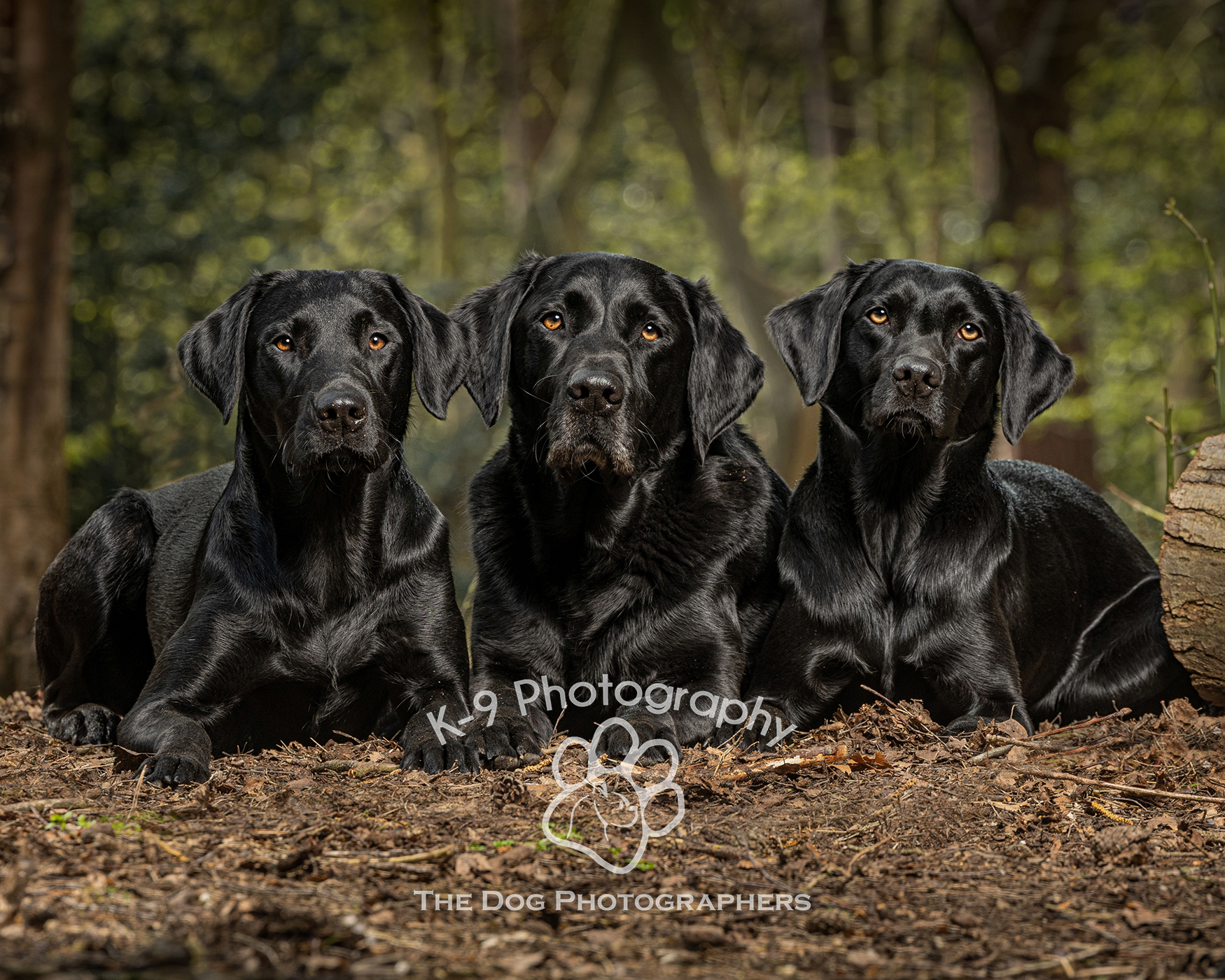 woodland backdrop showing off these beautiful black labradors