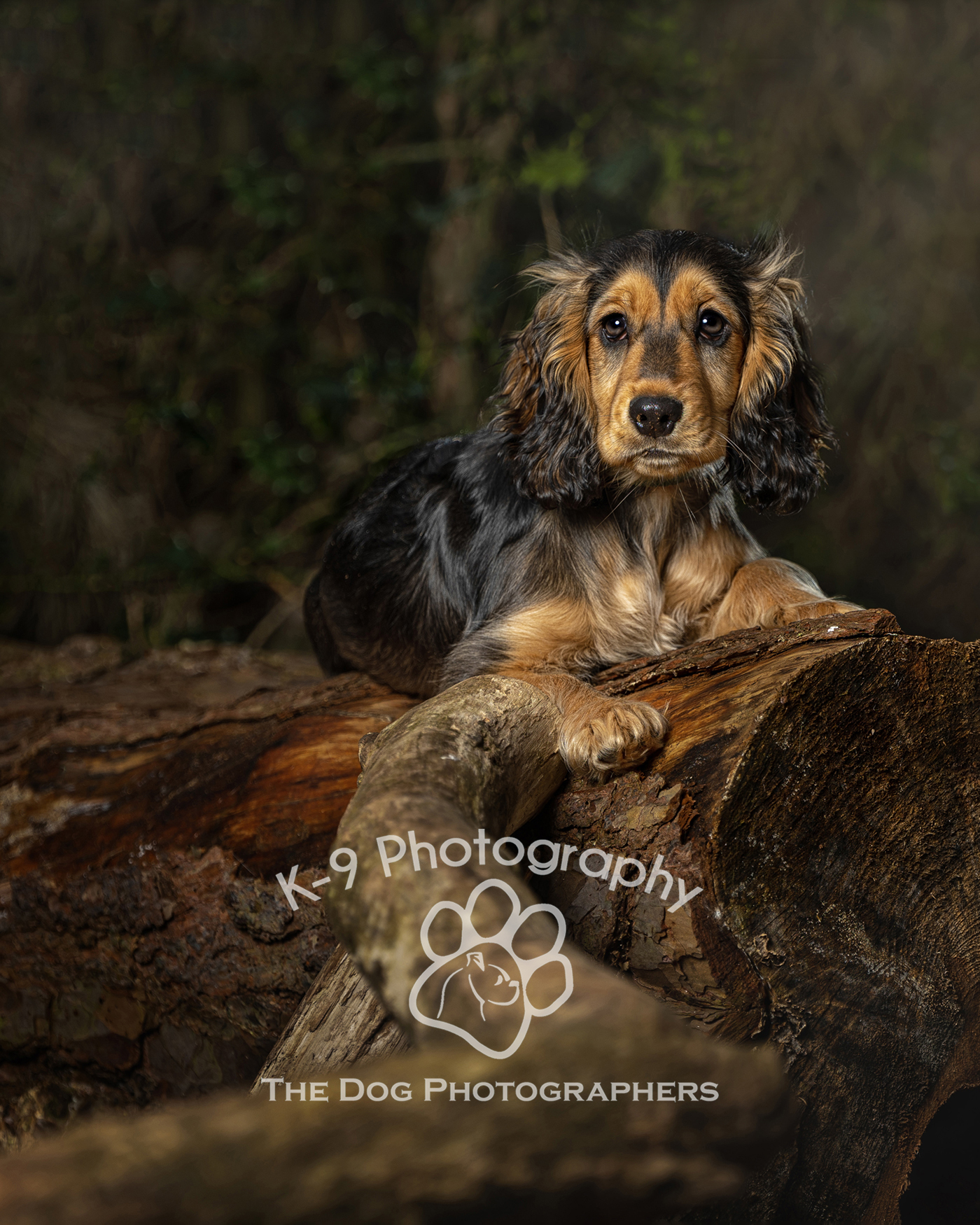 Adorable spaniel puppy posing in the natural beauty of the woodland