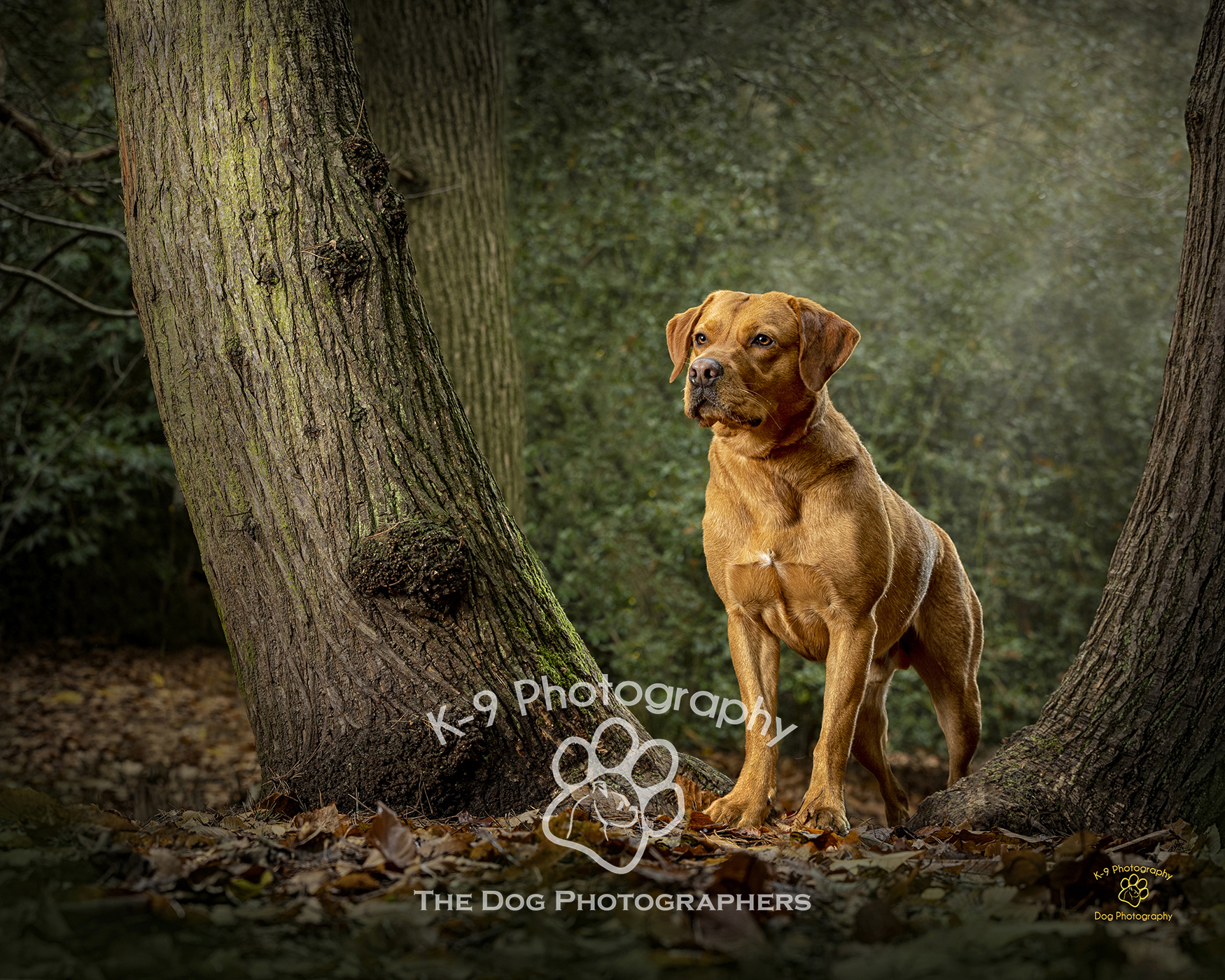 pet Photography on location by Adrian Bullers Bedford U.K.