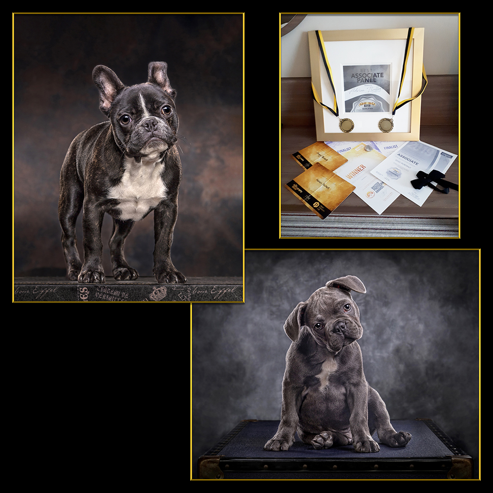 Award winning Dog photography finalist entries